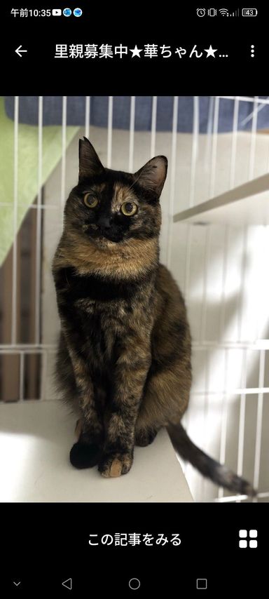 雑種（ミックス猫）・メスの里親募集の写真