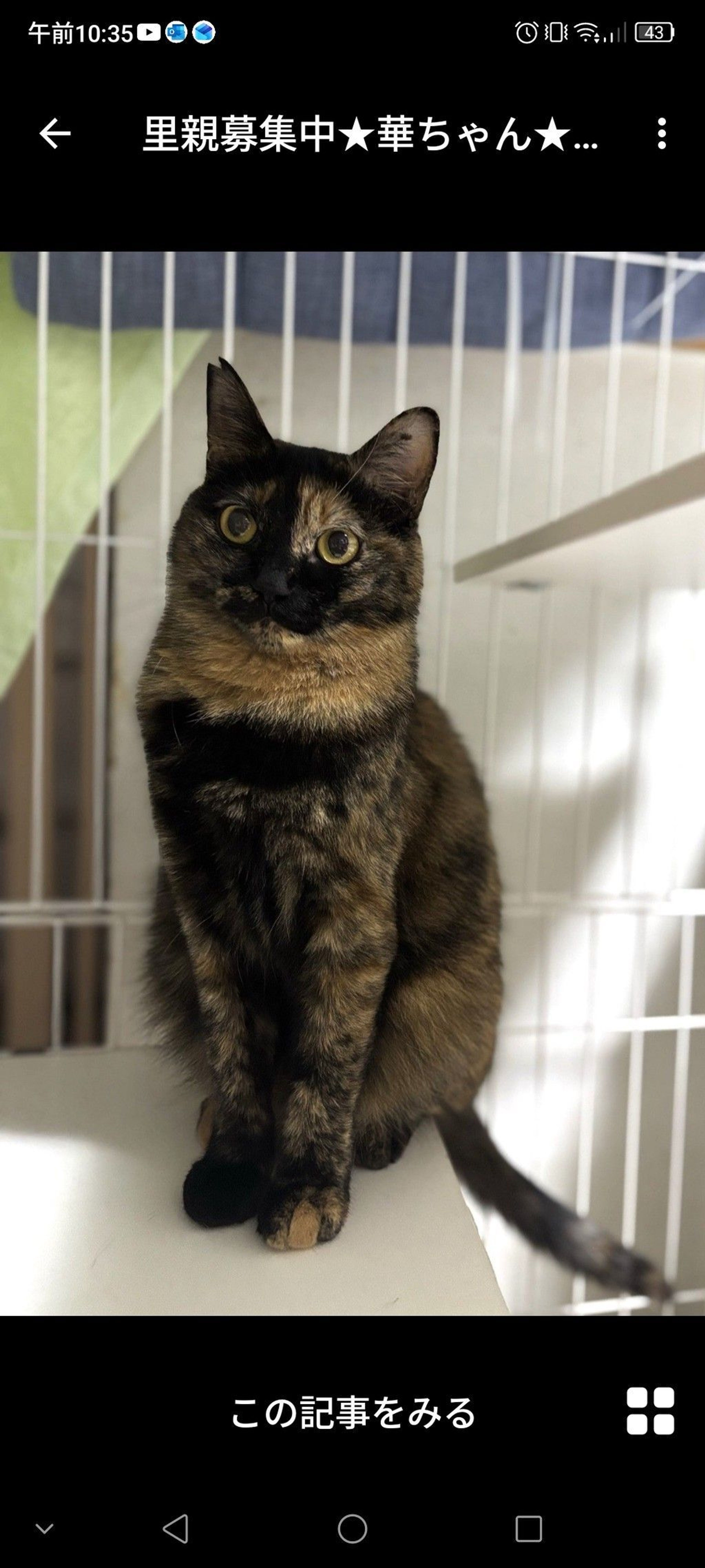 雑種（ミックス猫）・メスの里親募集の写真