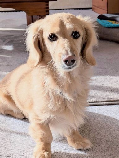 ミニチュア・ダックスフンド・オスの里親募集の写真