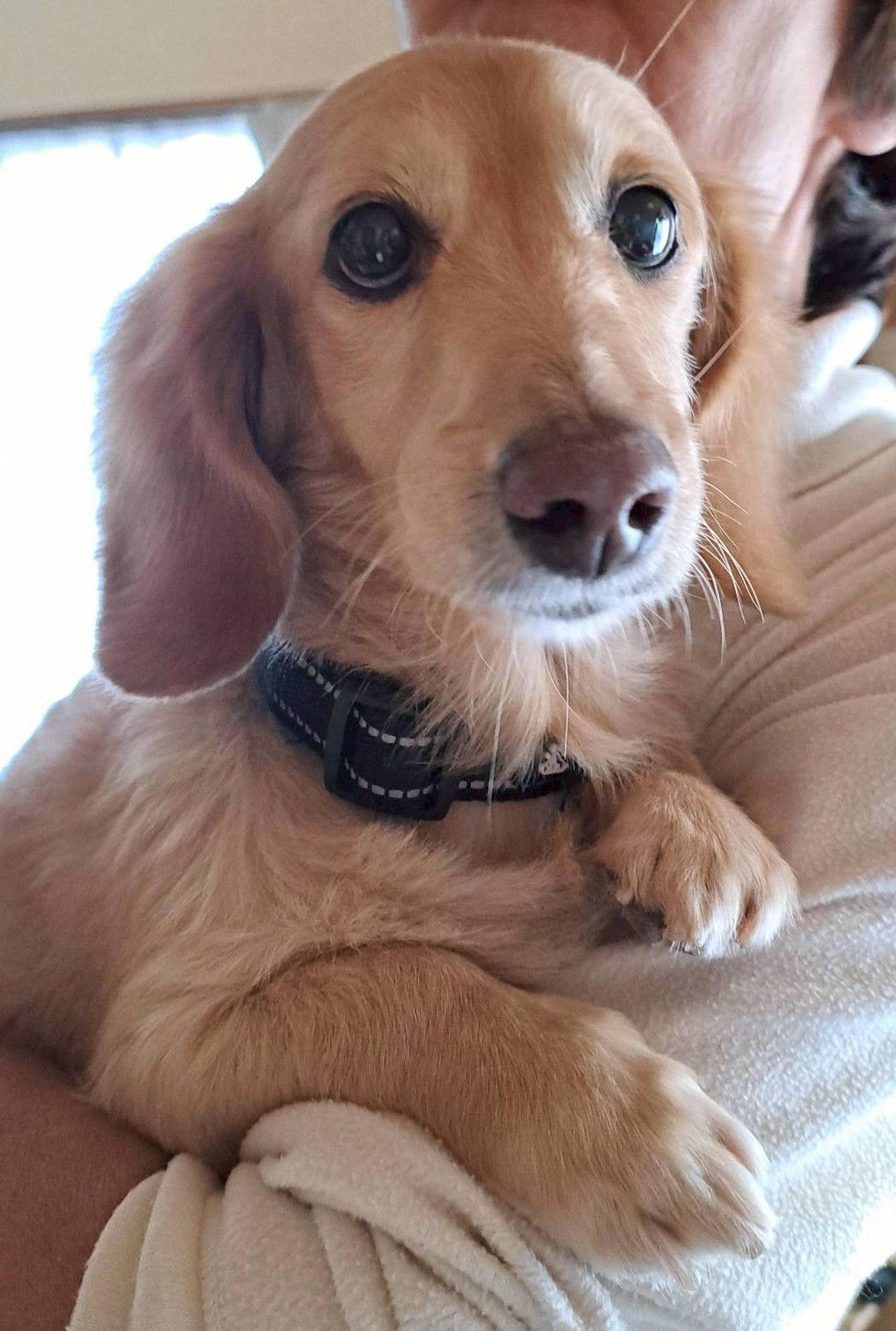 pet-image-2