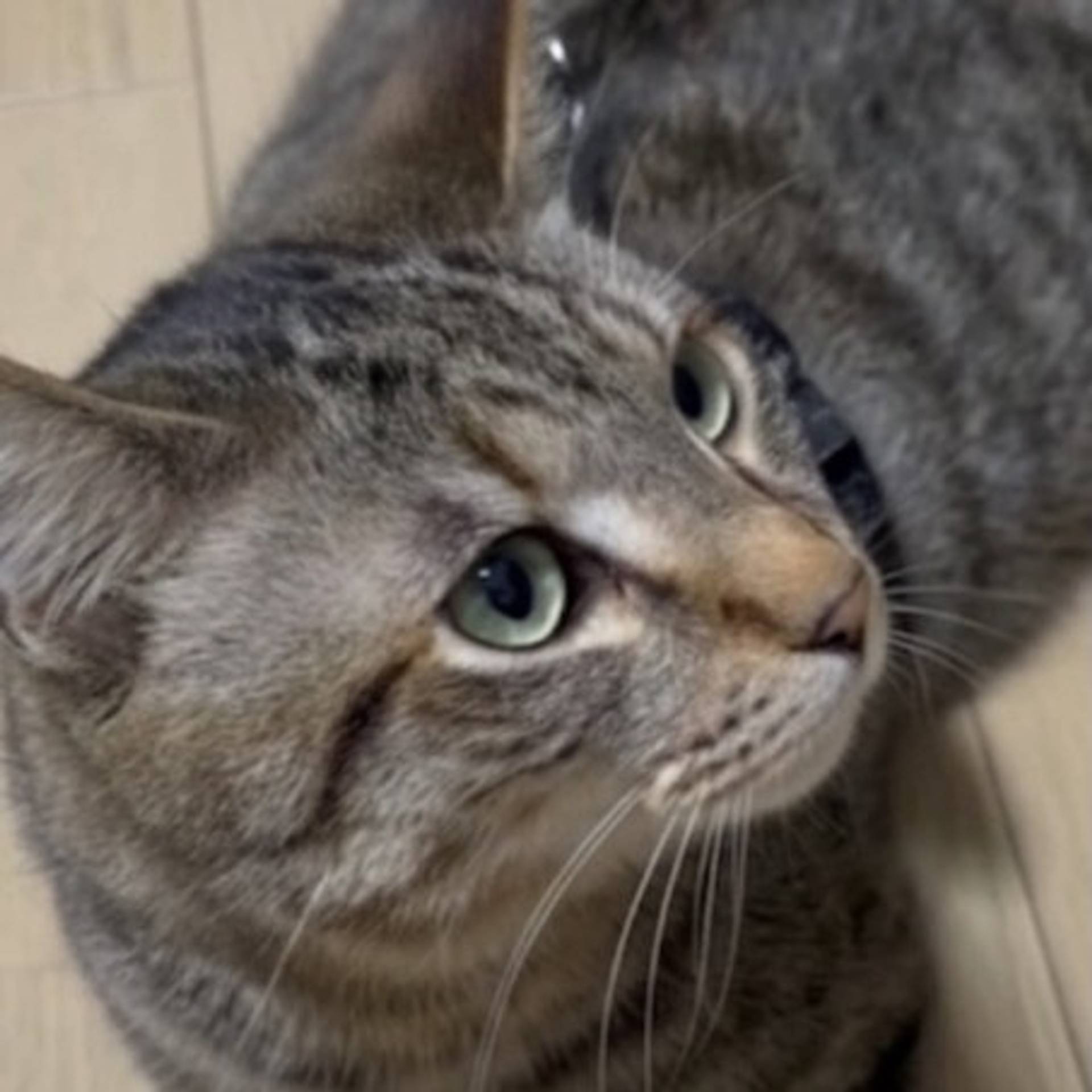 雑種（ミックス猫）・オスの里親募集の写真