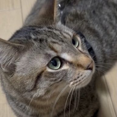 雑種（ミックス猫）・オスの里親募集の写真