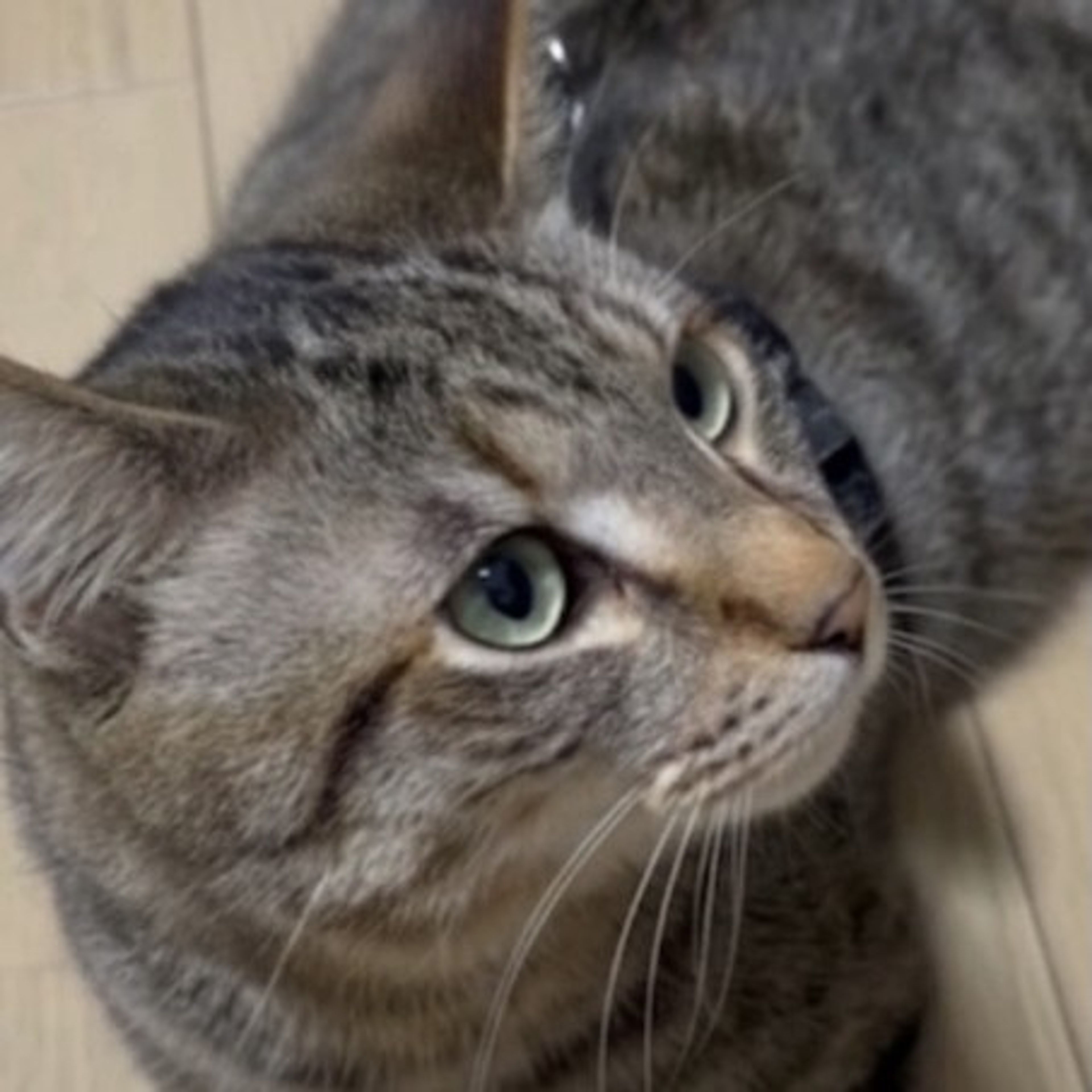 雑種（ミックス猫）・オスの里親募集の写真