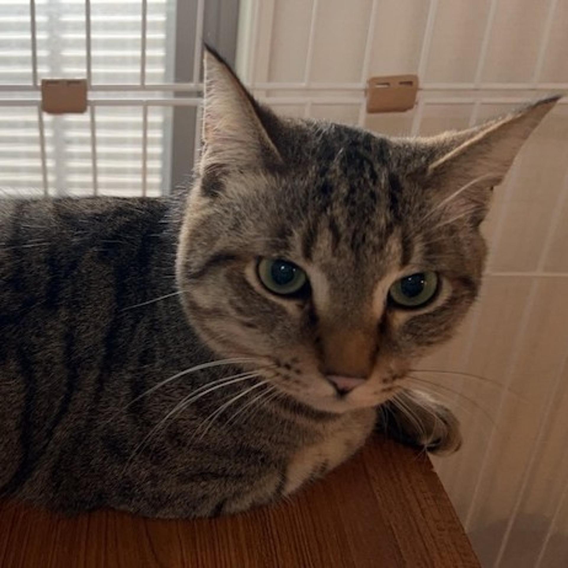 pet-image-2