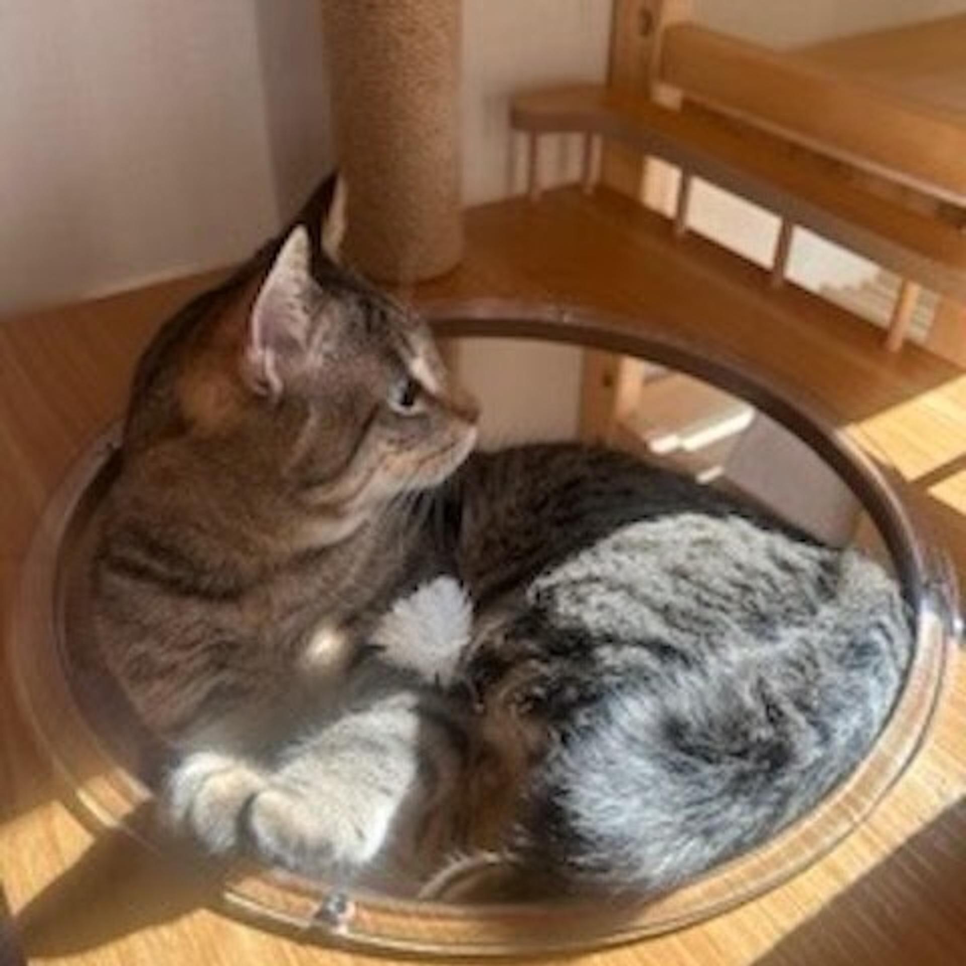 pet-image-4