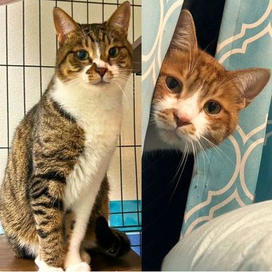 雑種（ミックス猫）・オスの里親募集の写真