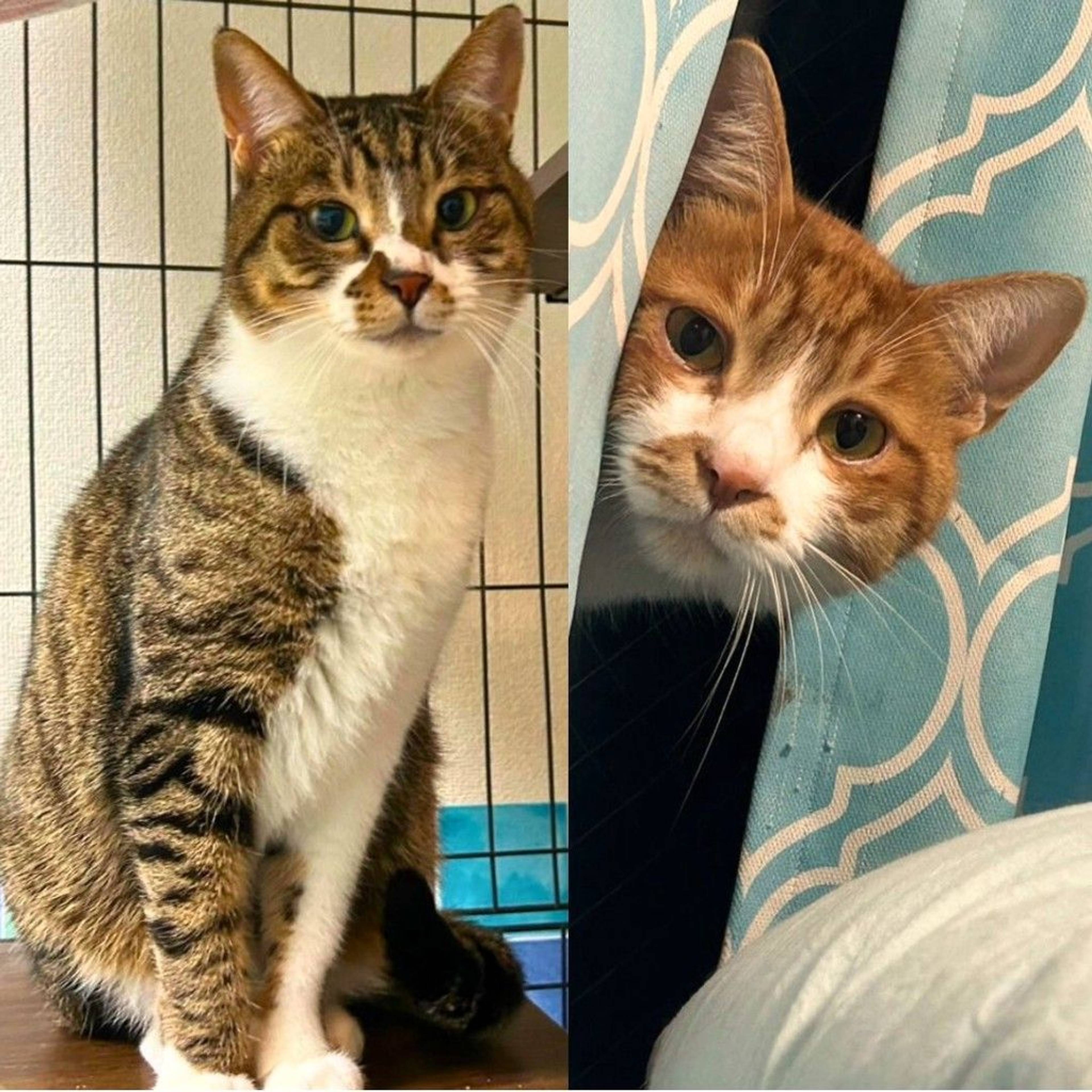 雑種（ミックス猫）・オスの里親募集の写真