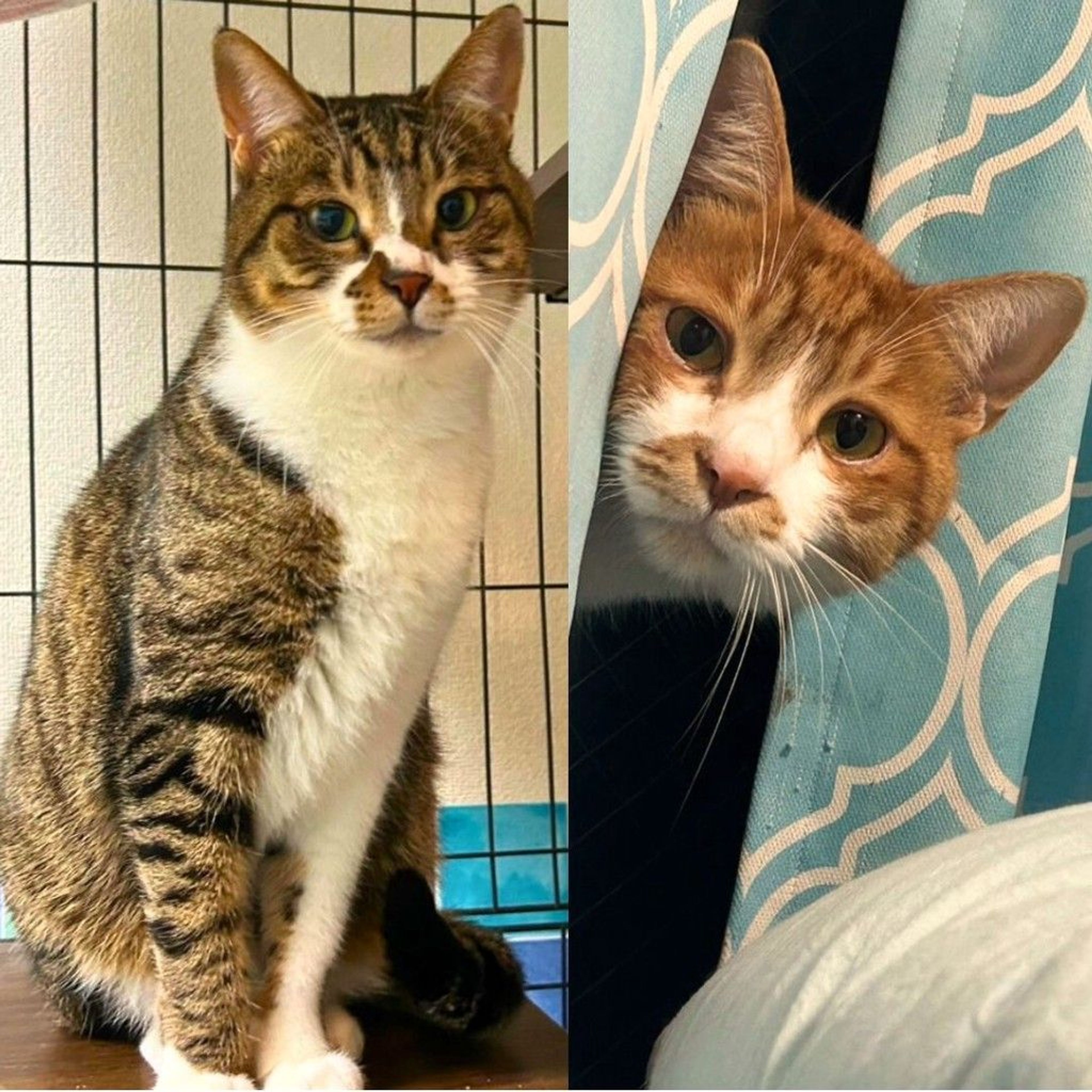 雑種（ミックス猫）・オスの里親募集の写真