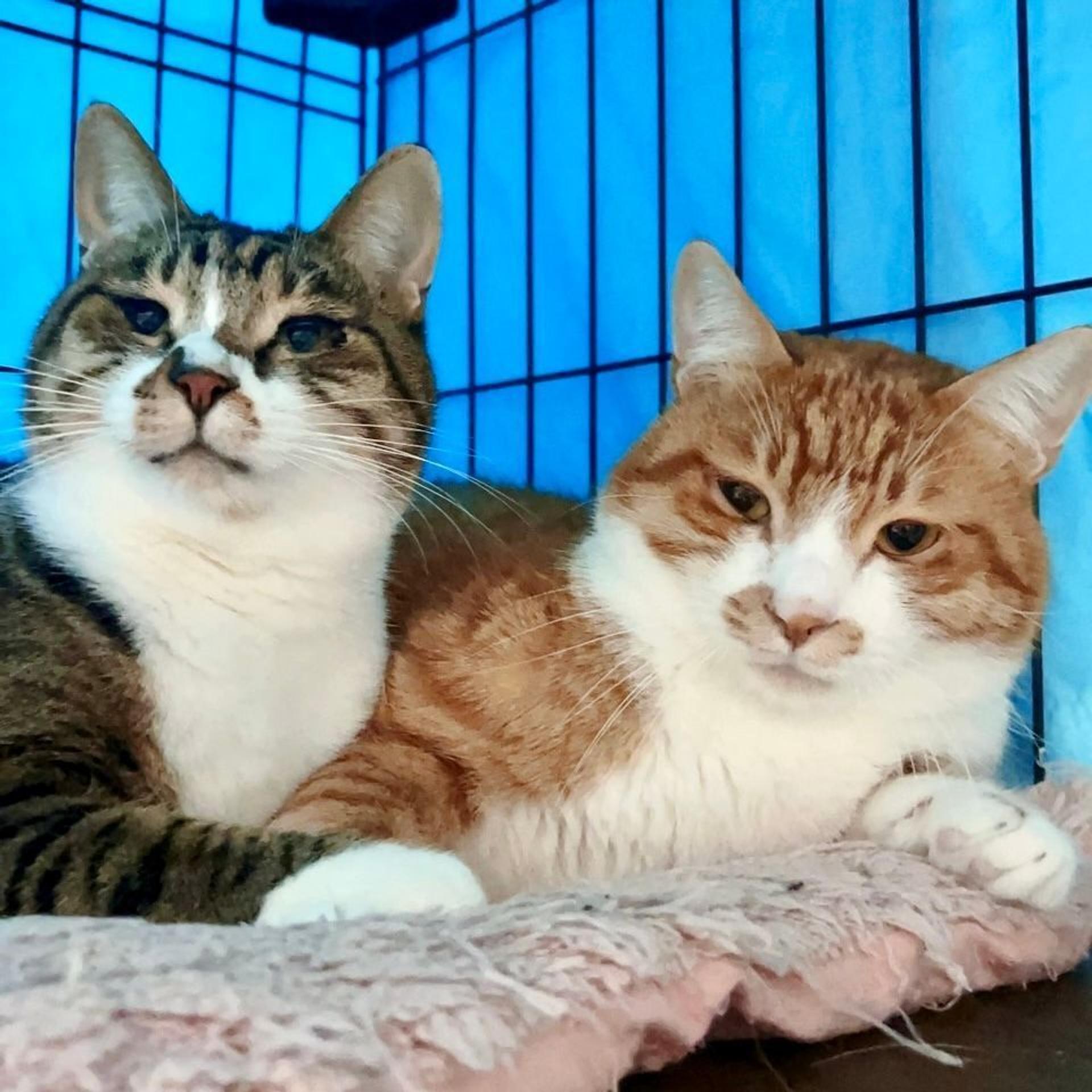 pet-image-5