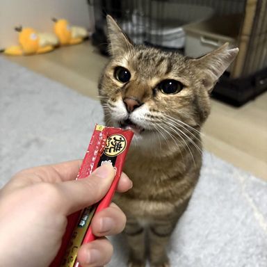 雑種（ミックス猫）・メスの里親募集の写真