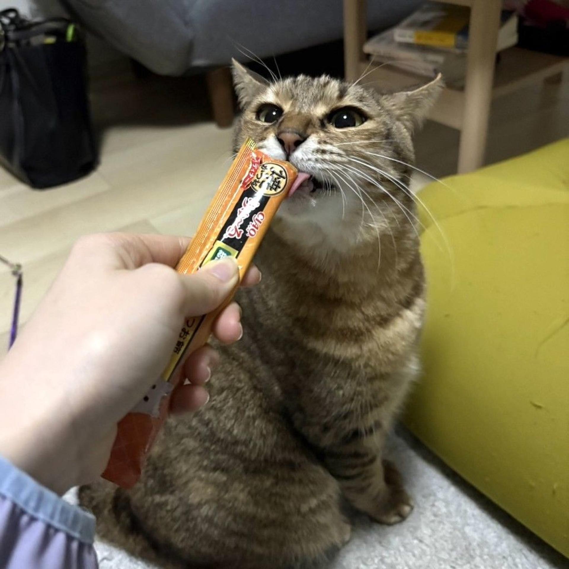 pet-image-2
