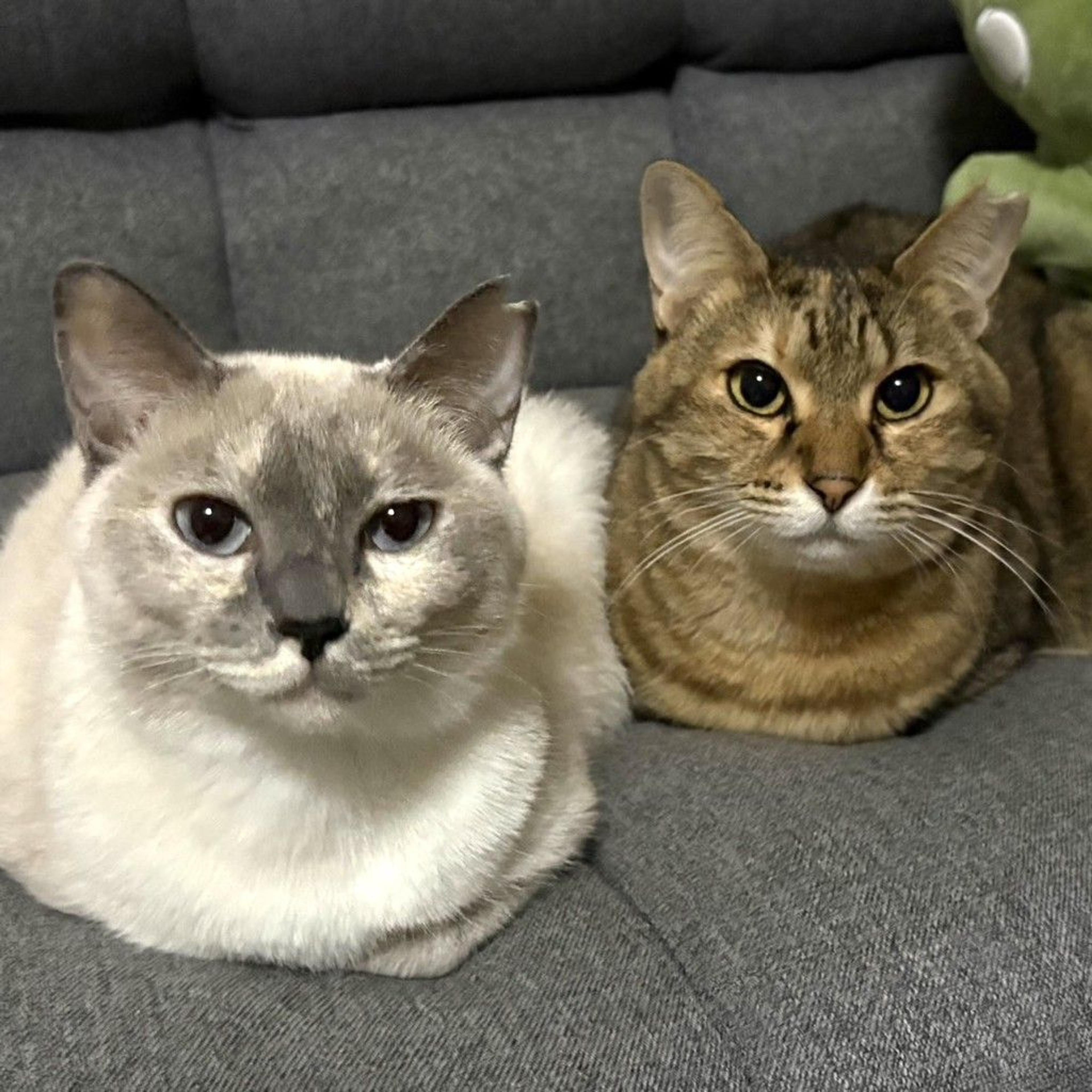 pet-image-3