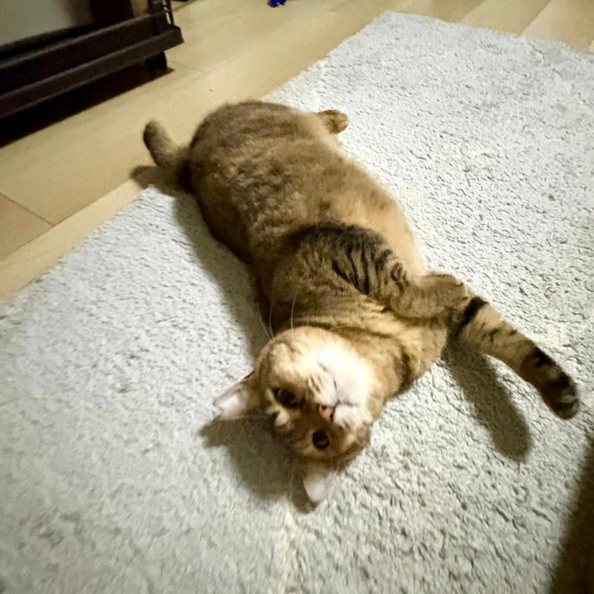 pet-image-4