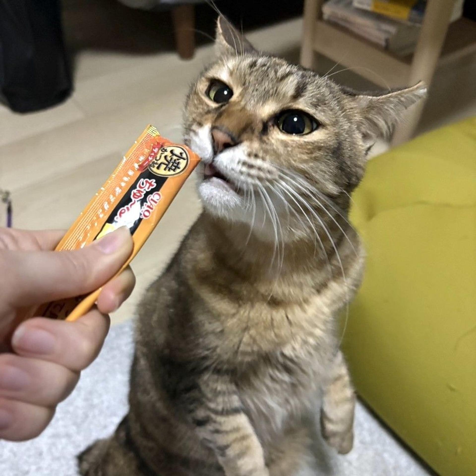 pet-image-5