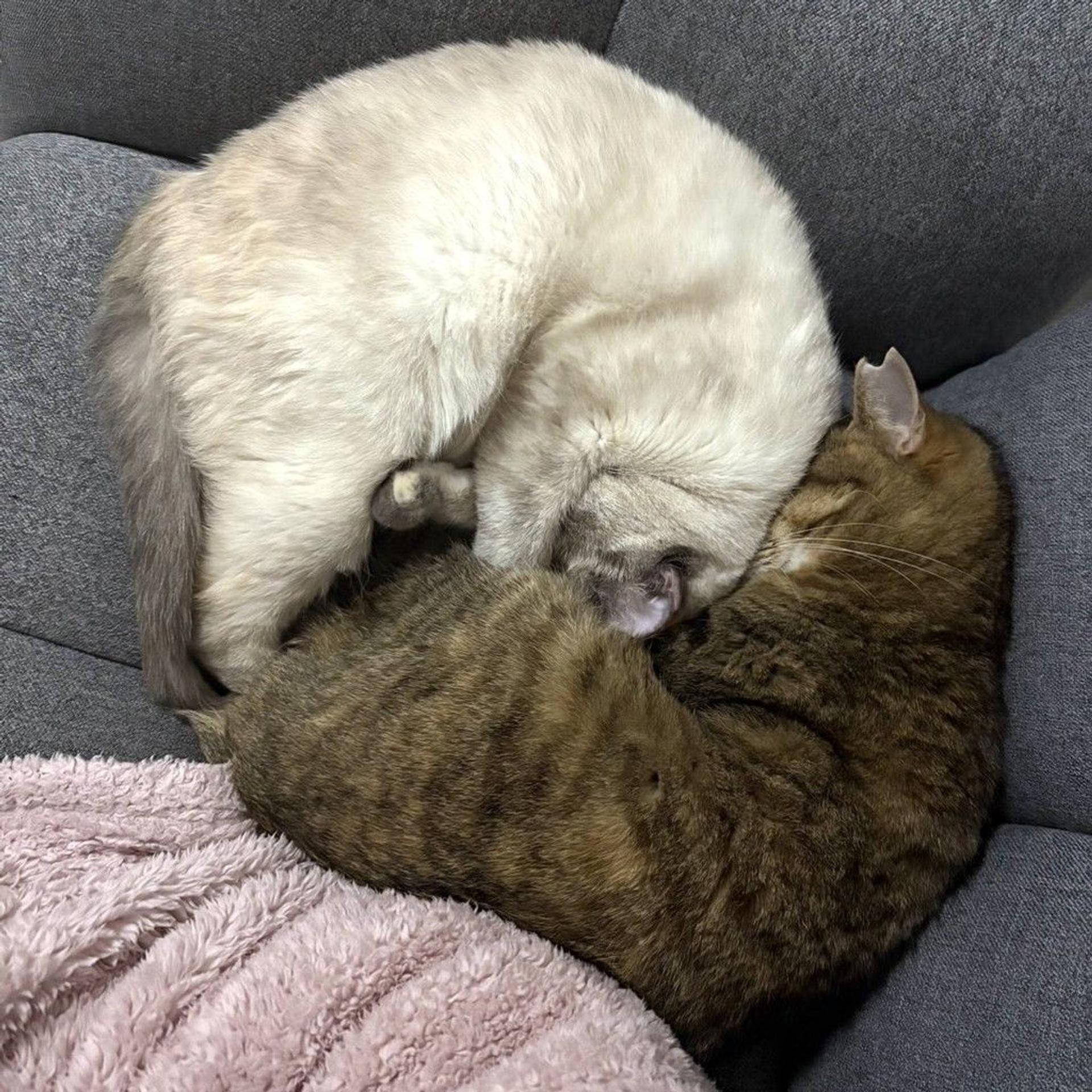 pet-image-7