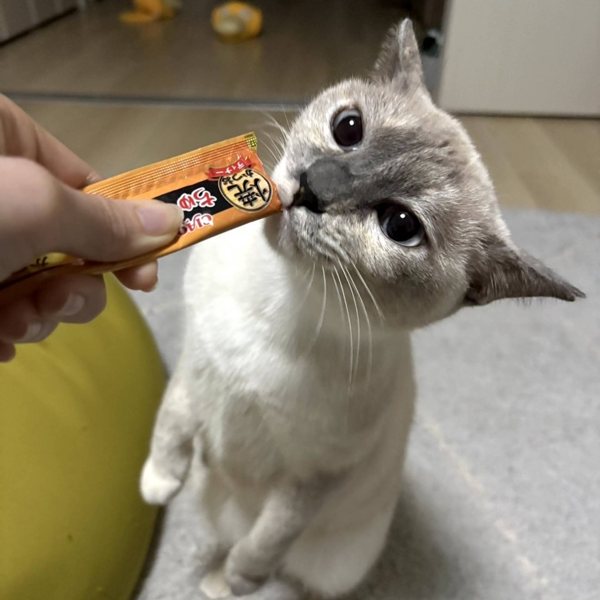 雑種（ミックス猫）・メスの里親募集の写真