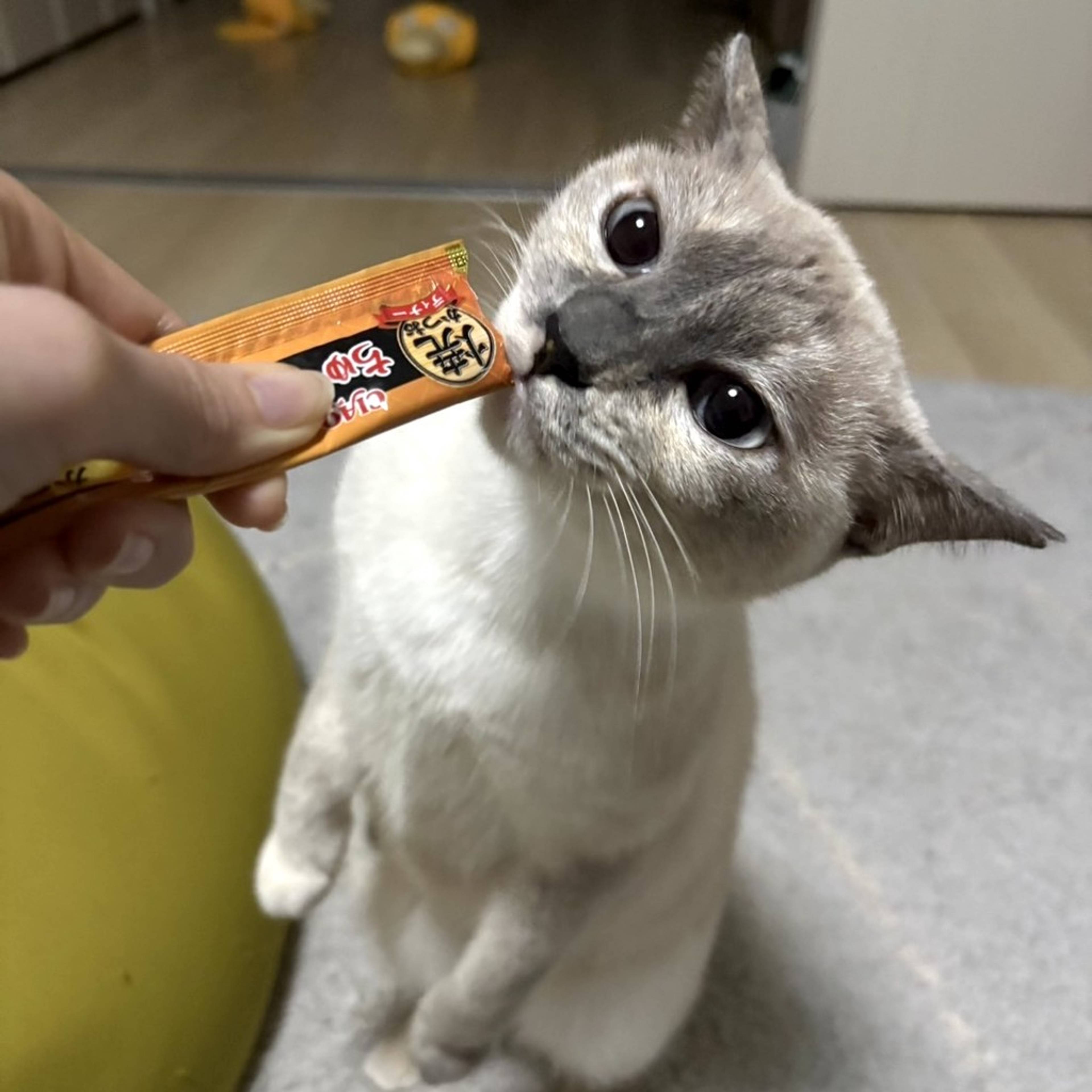 雑種（ミックス猫）・メスの里親募集の写真