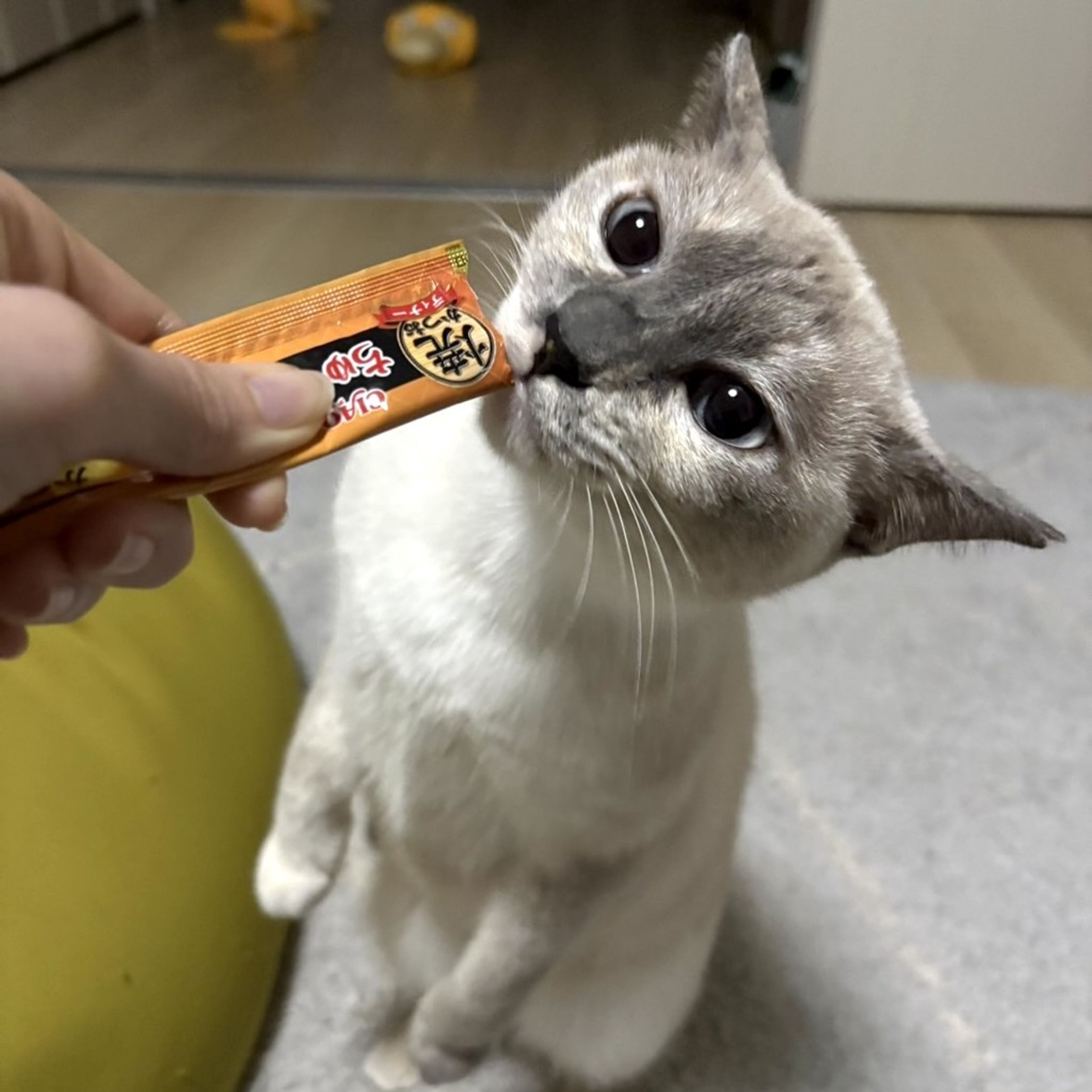 雑種（ミックス猫）・メスの里親募集の写真