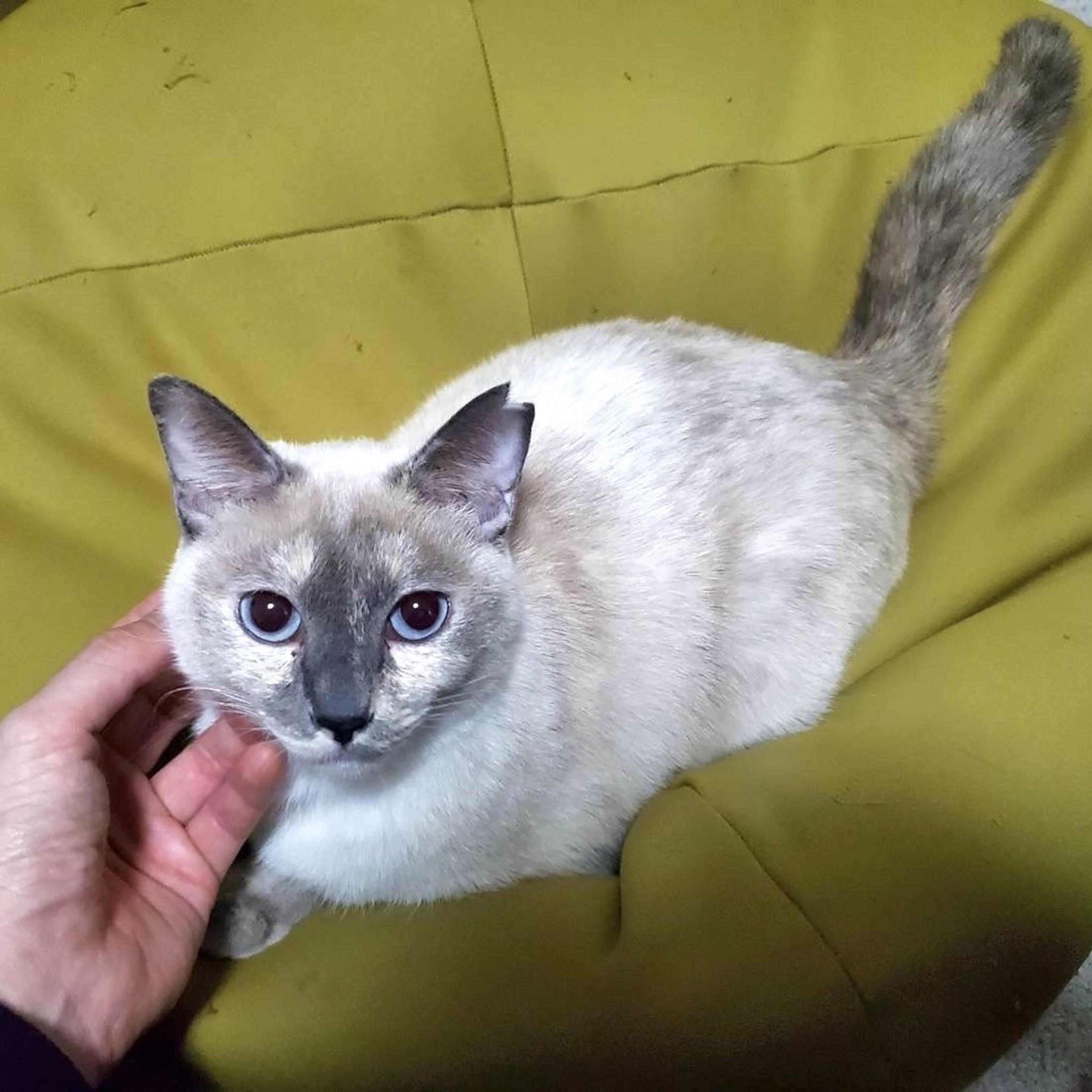 pet-image-2