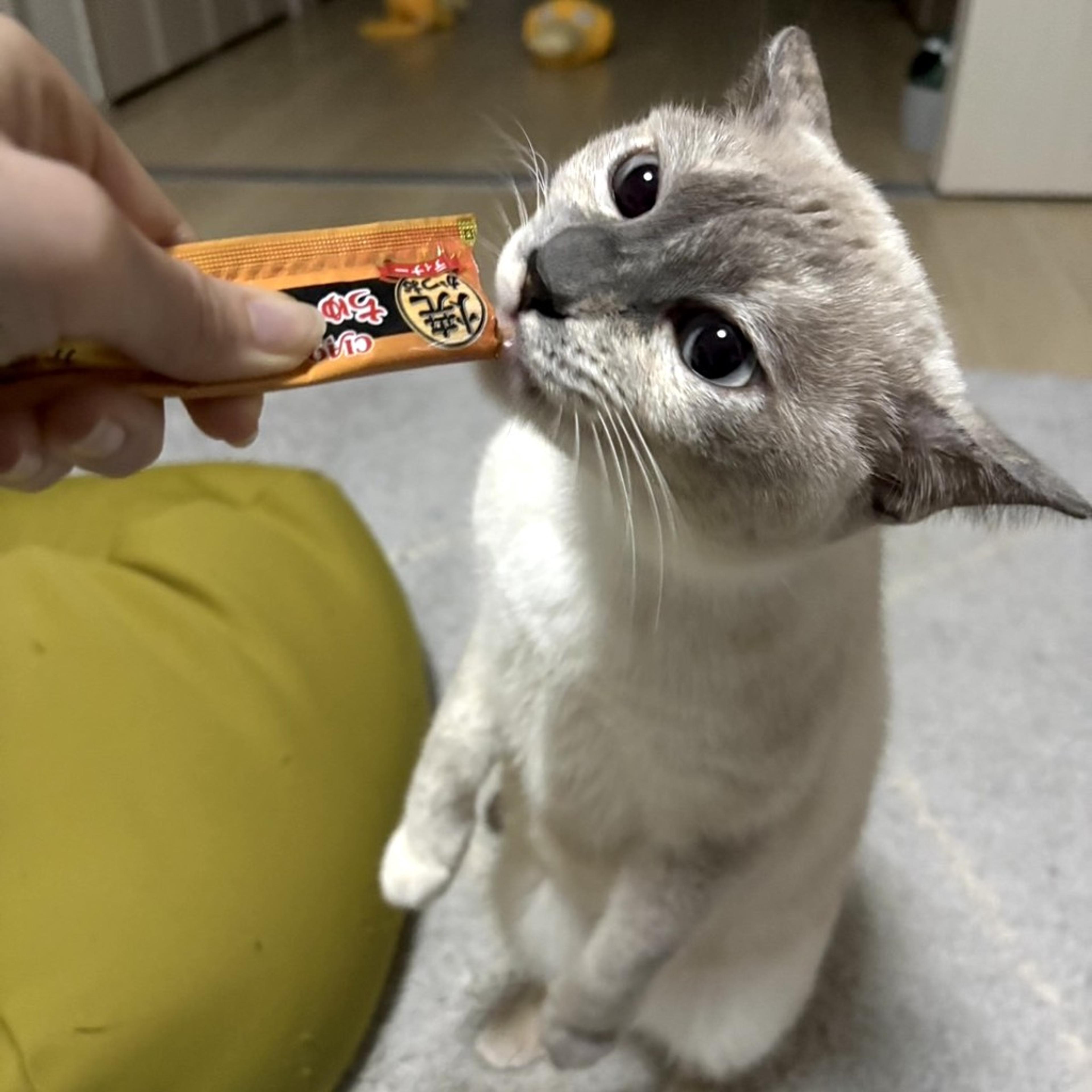 pet-image-3
