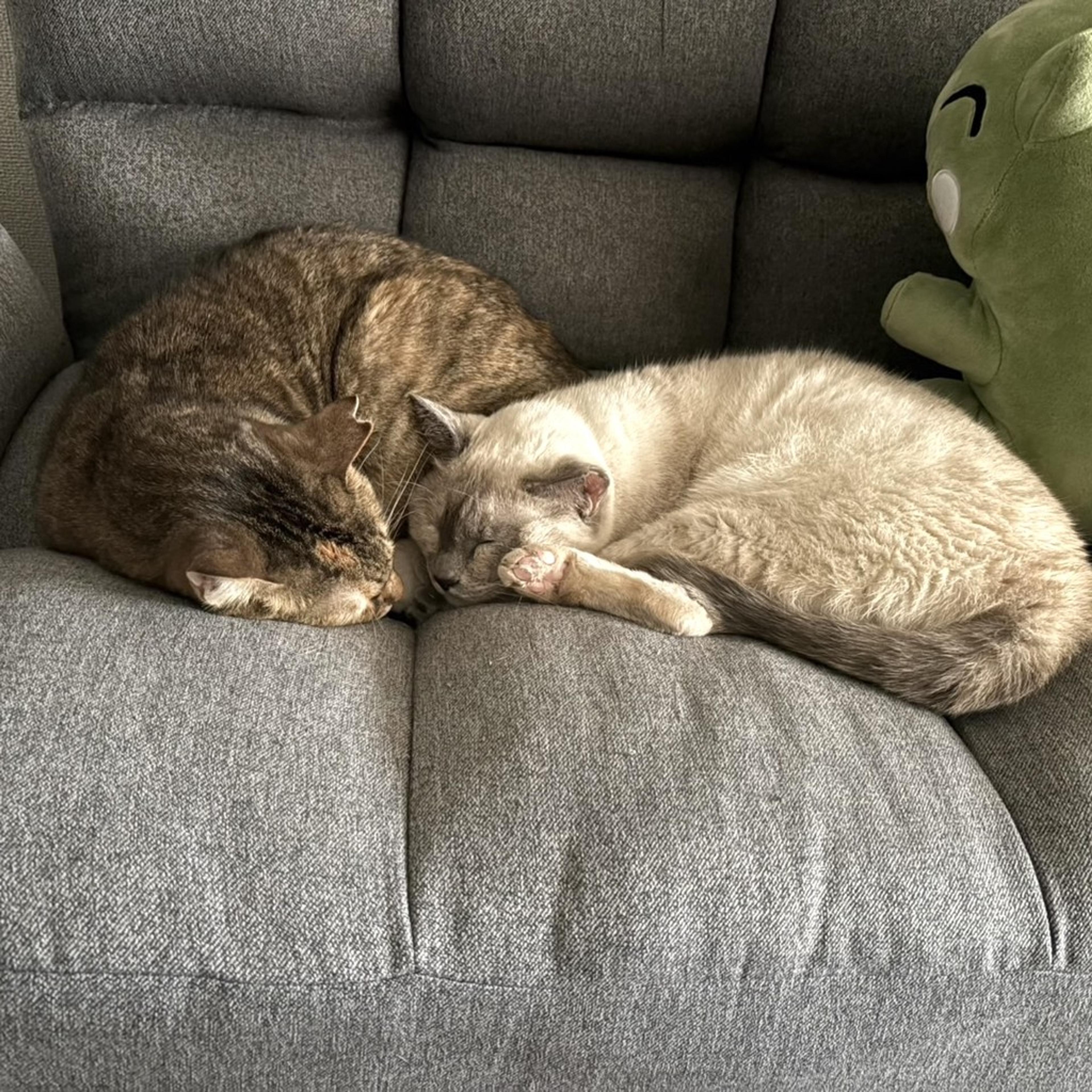 pet-image-5