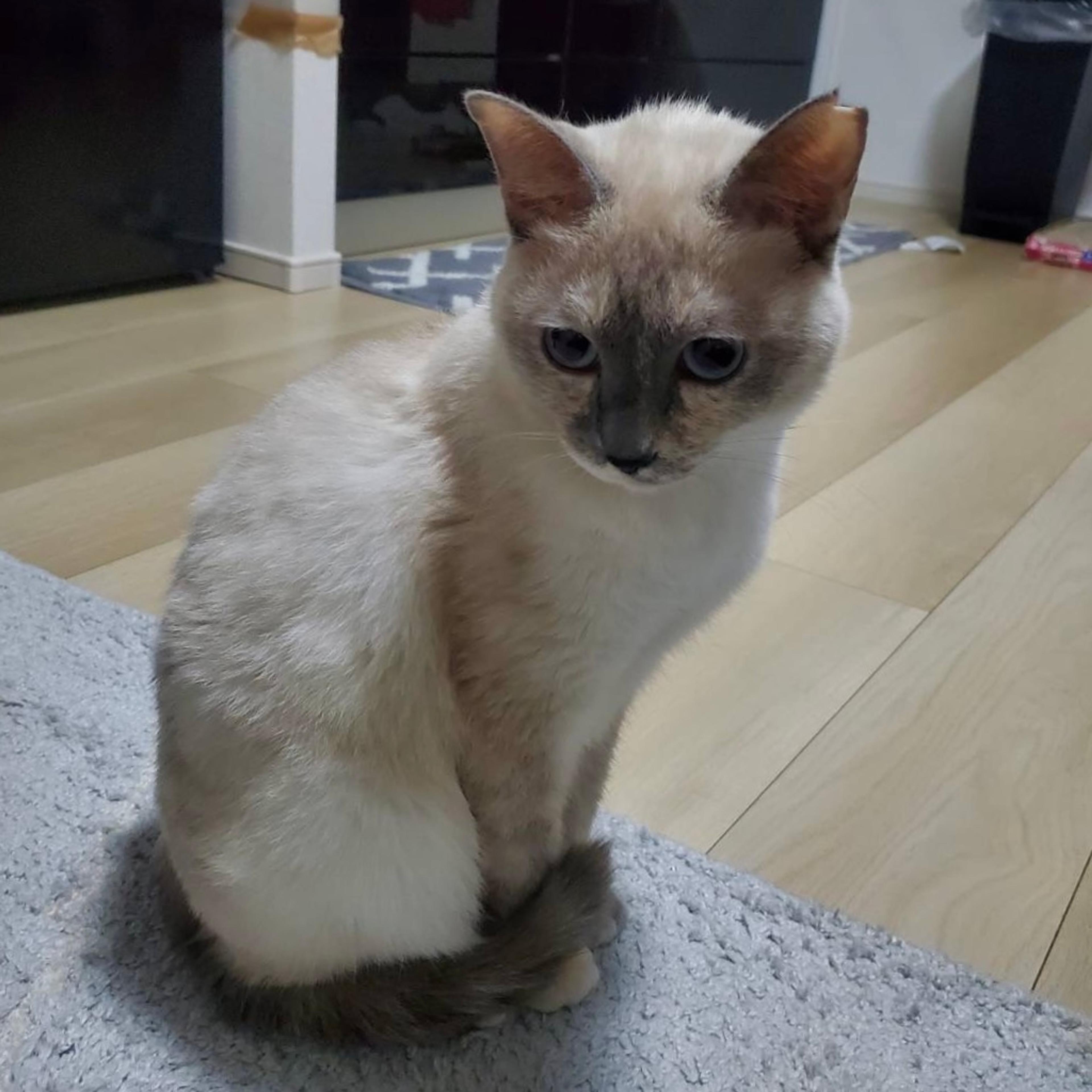 pet-image-6