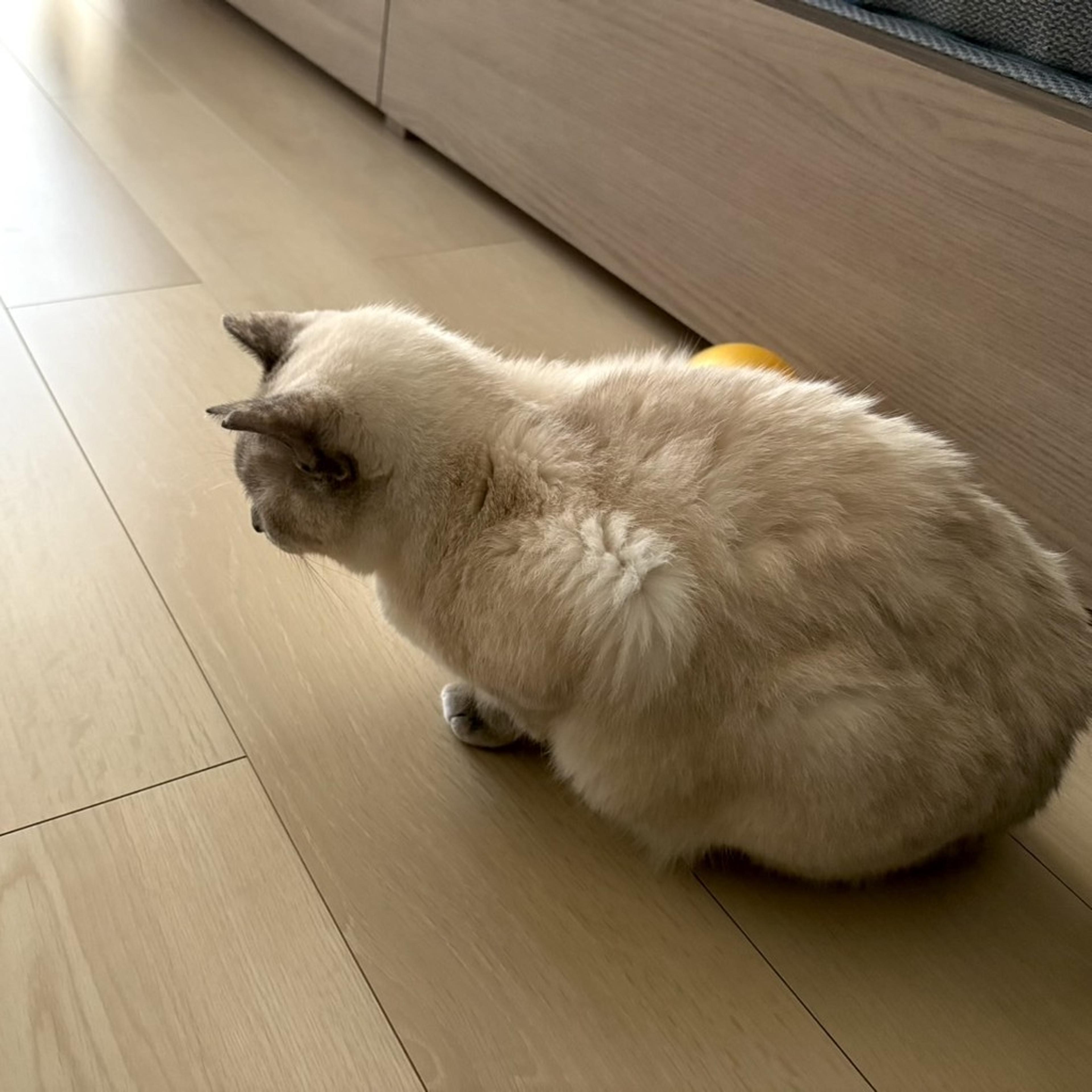 pet-image-8