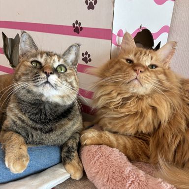 雑種（ミックス猫）・オスの里親募集の写真