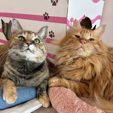 雑種（ミックス猫）・オスの里親募集の写真