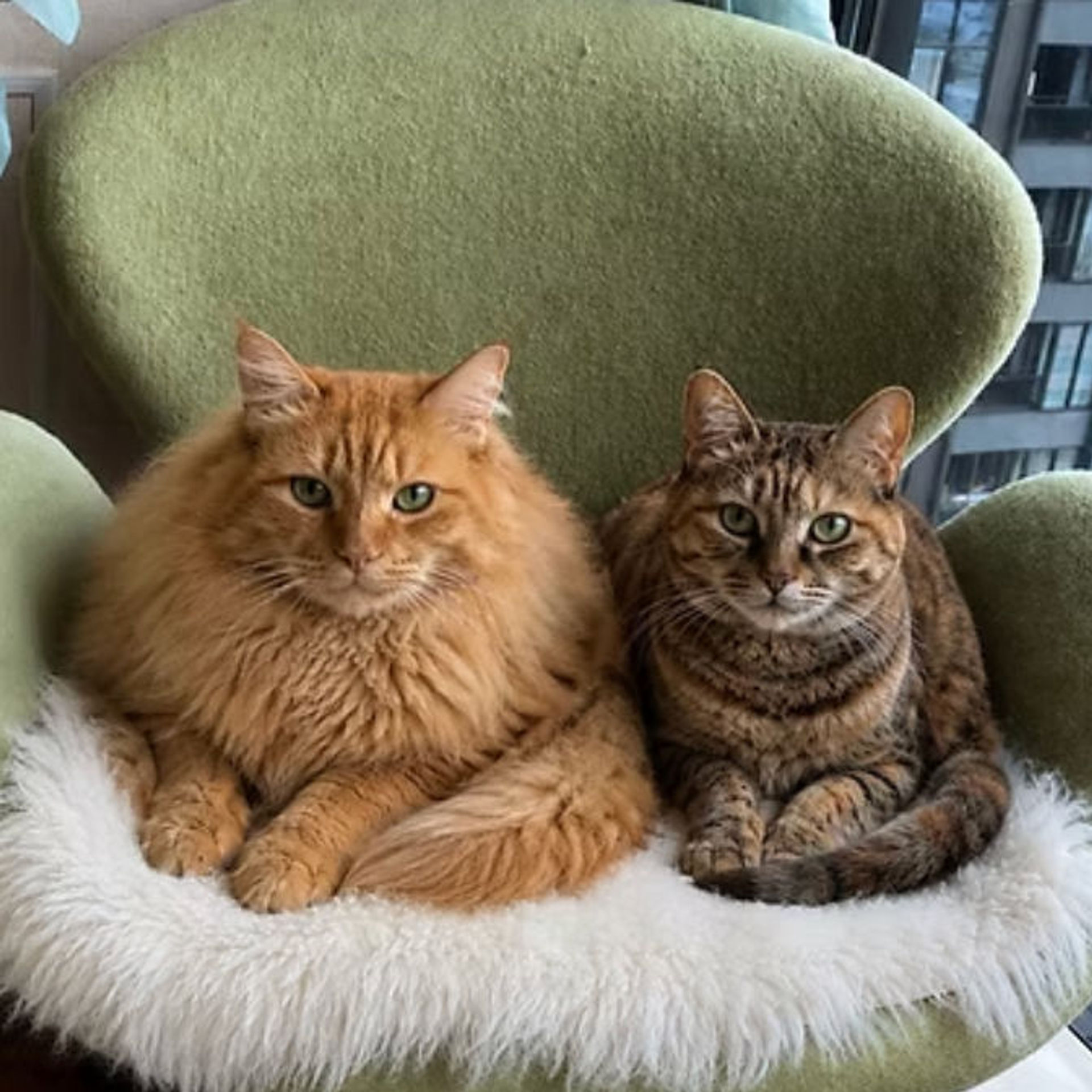 雑種（ミックス猫）・オスの里親募集の写真