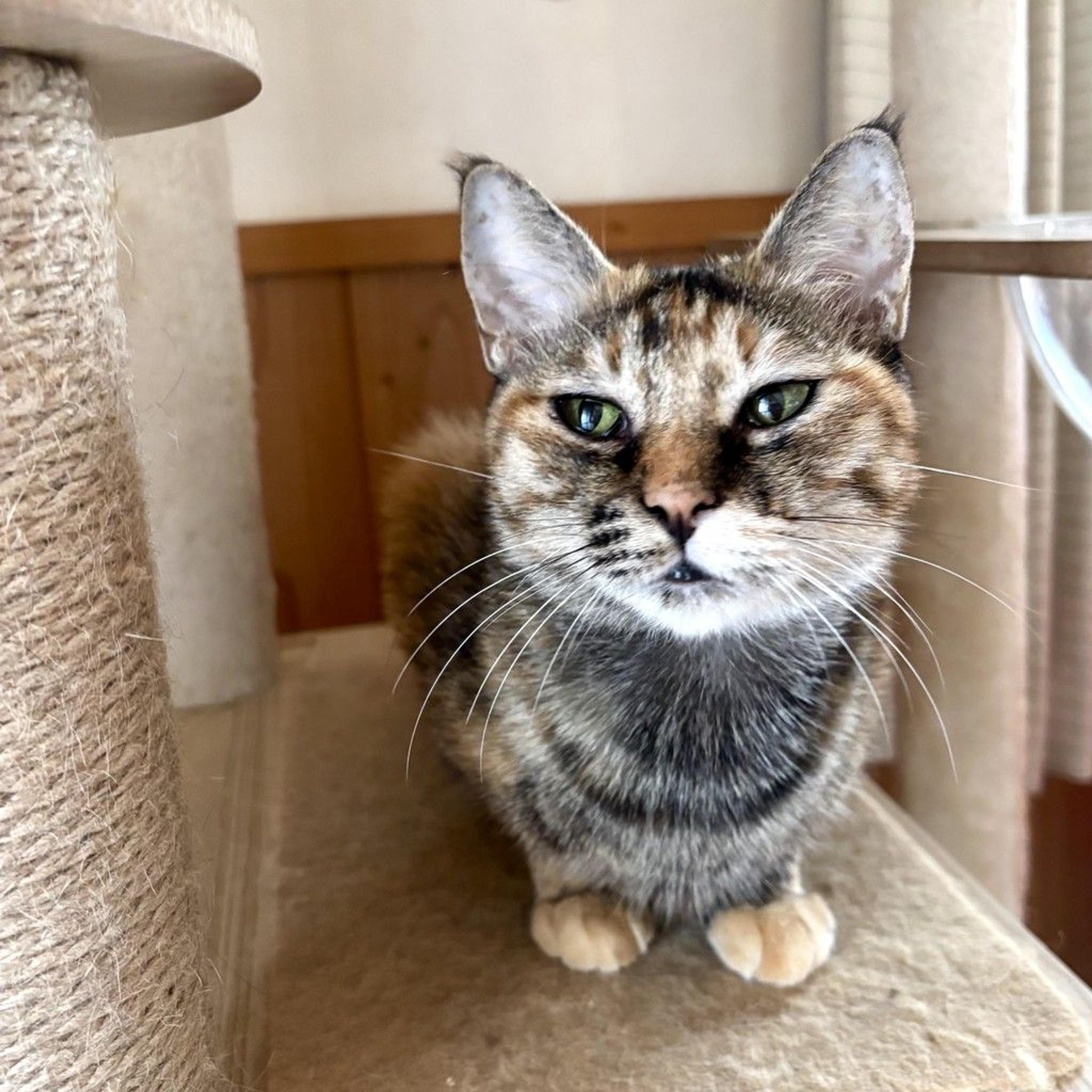 pet-image-4
