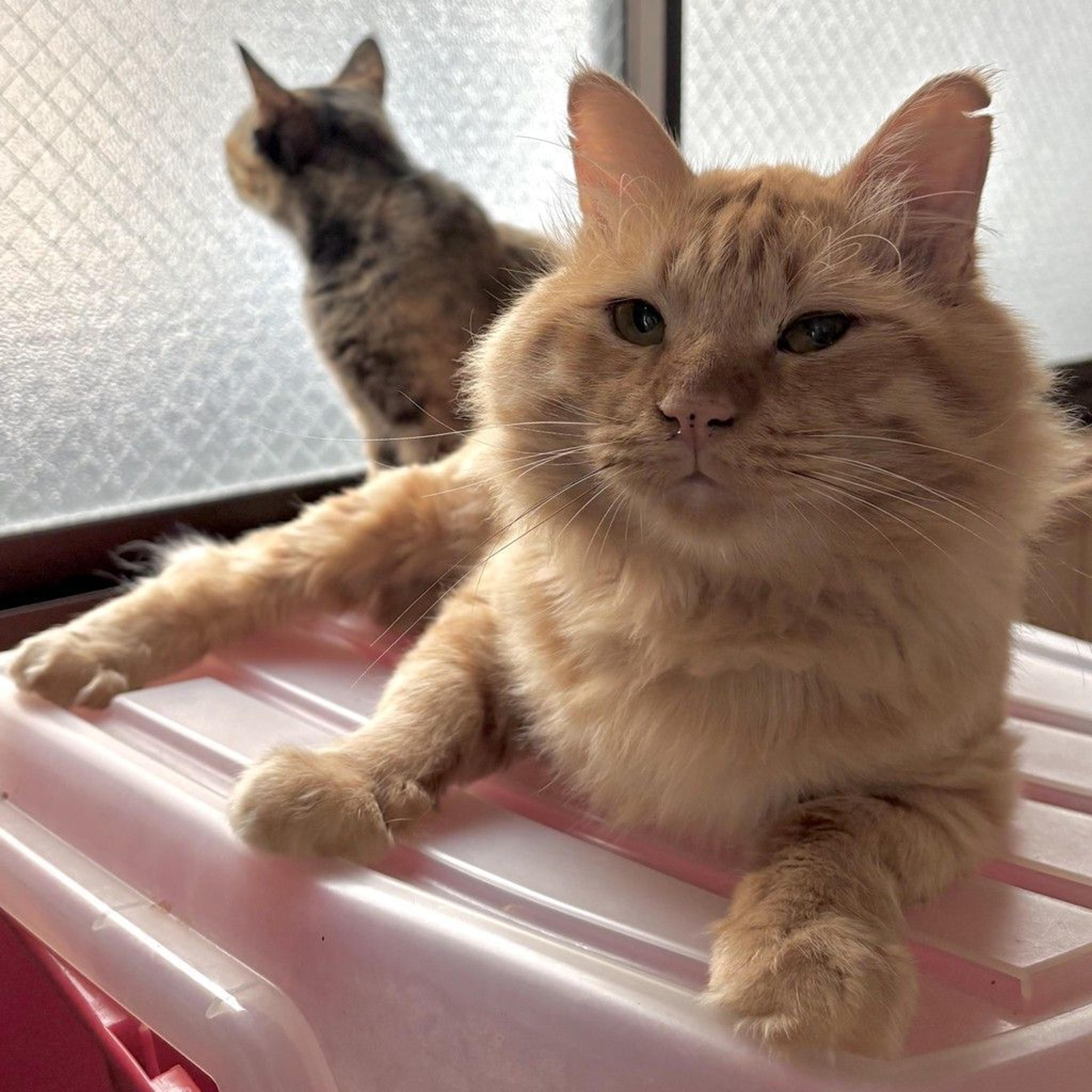 pet-image-5