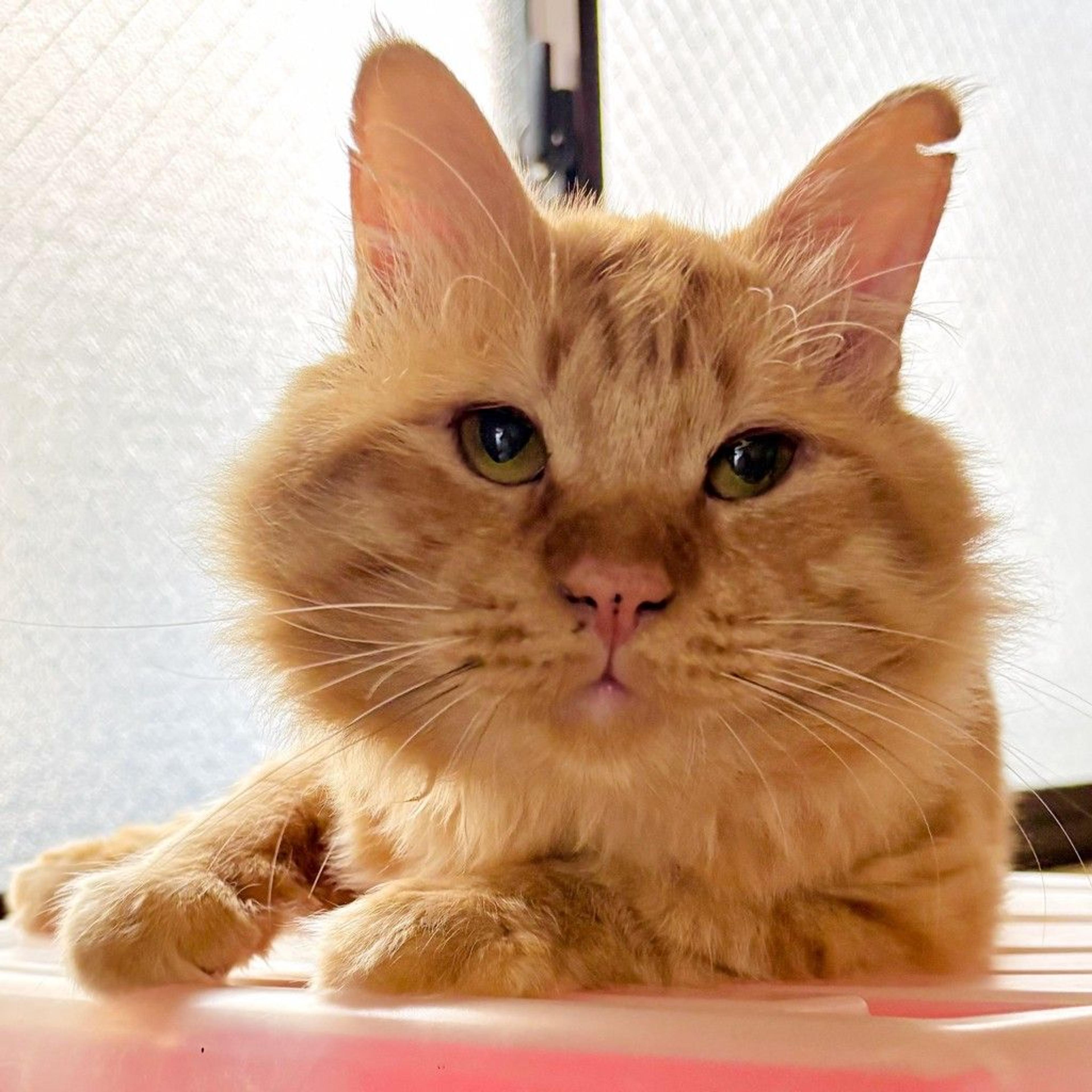 pet-image-6