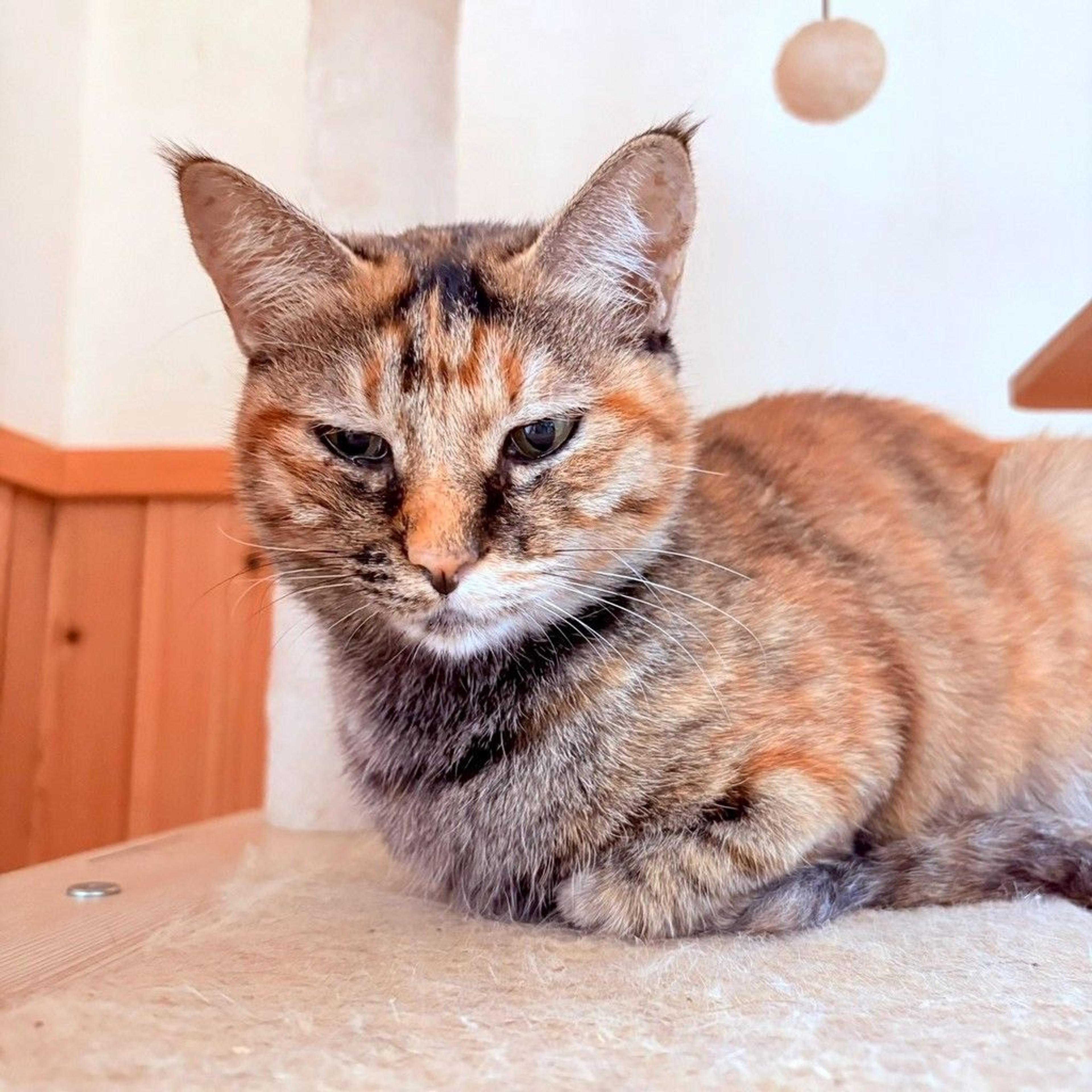 pet-image-7