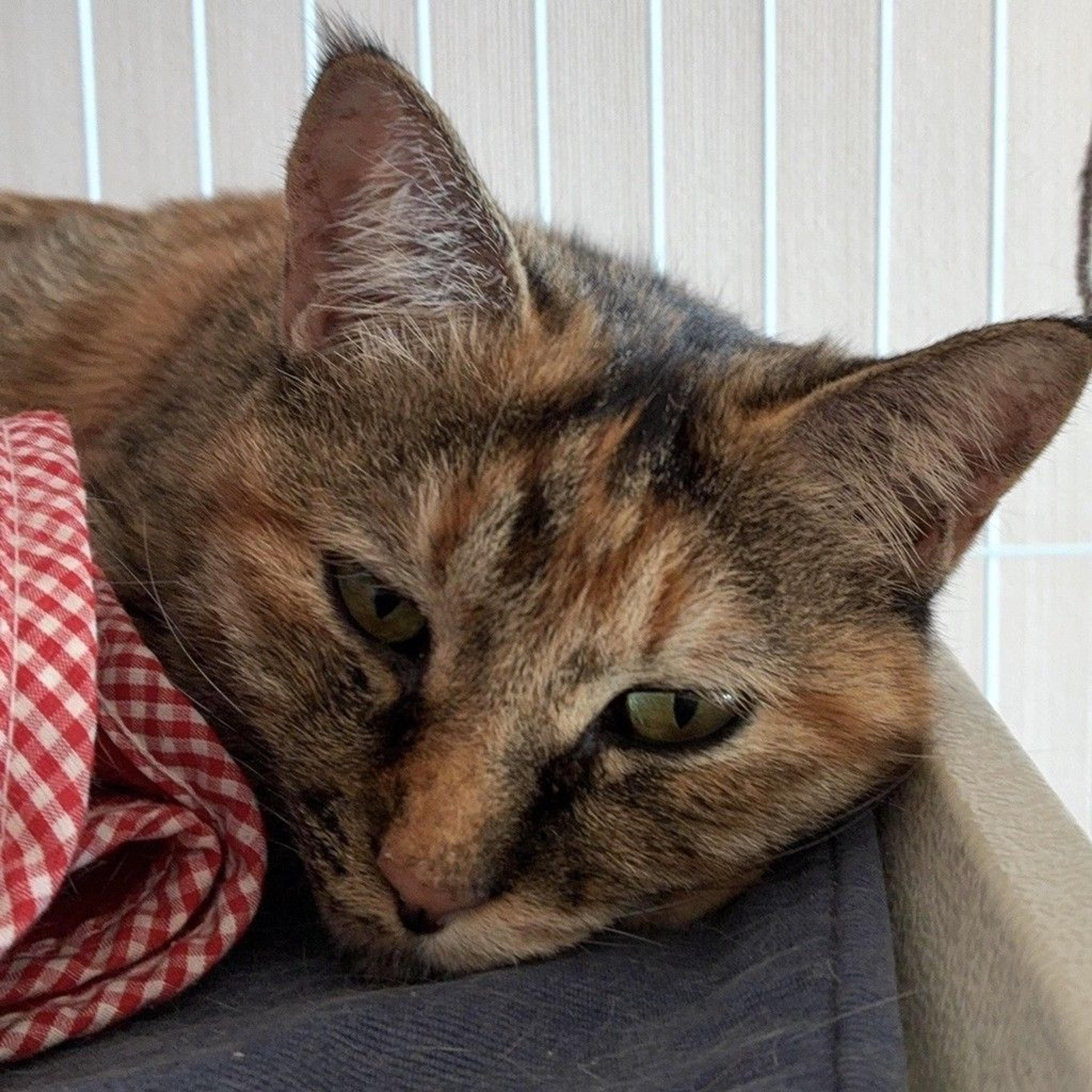 pet-image-8