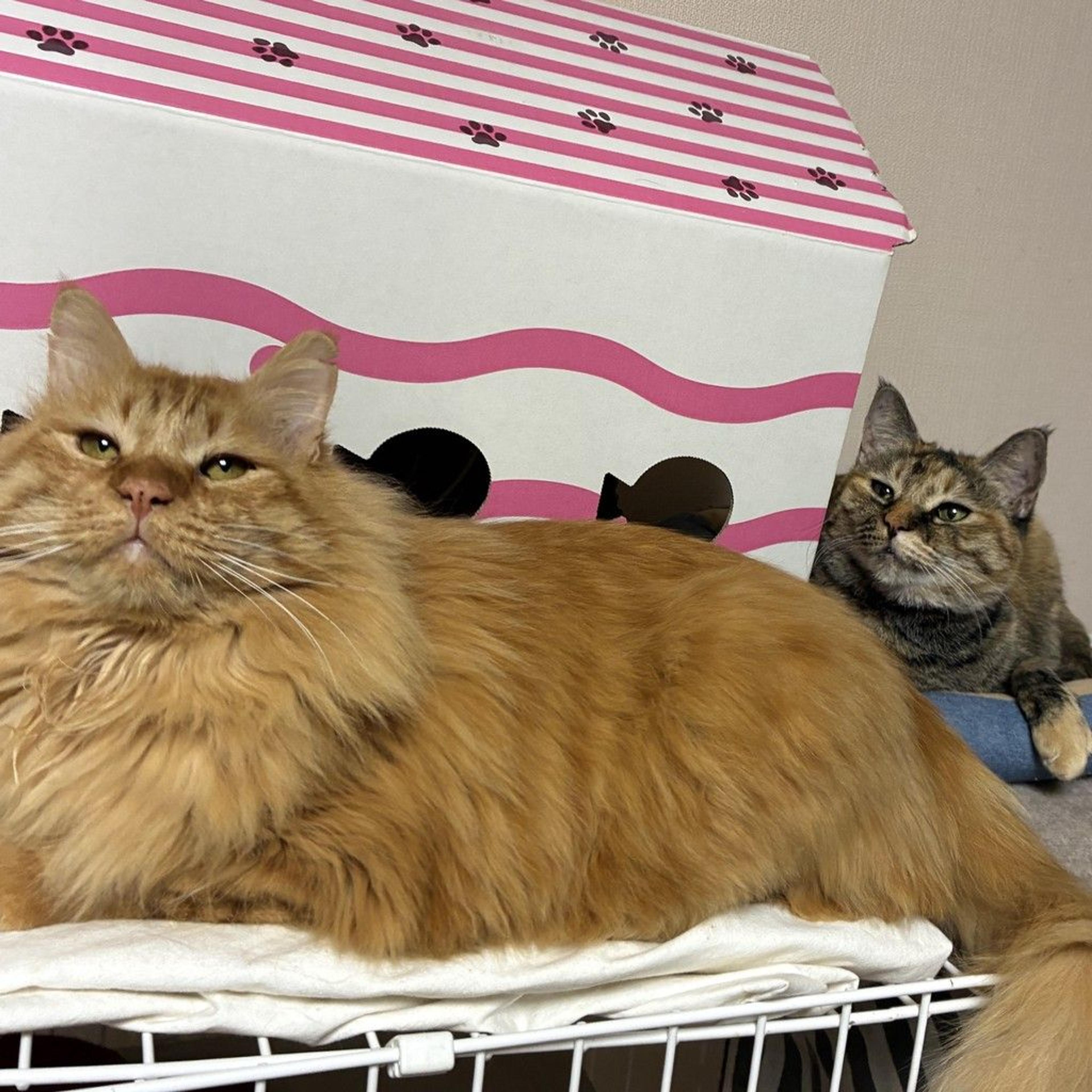 pet-image-9