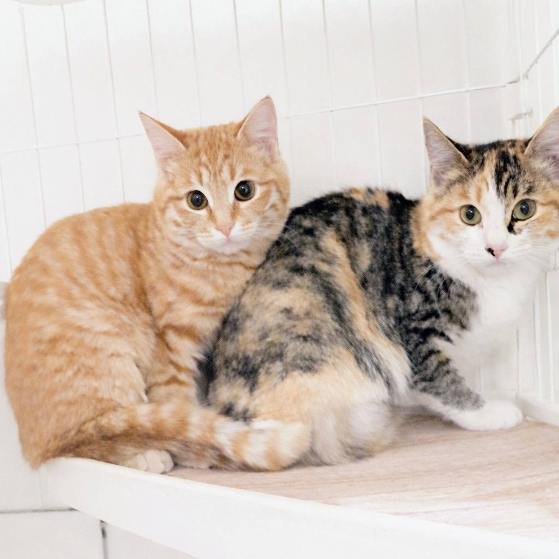 雑種（ミックス猫）・メスの里親募集の写真