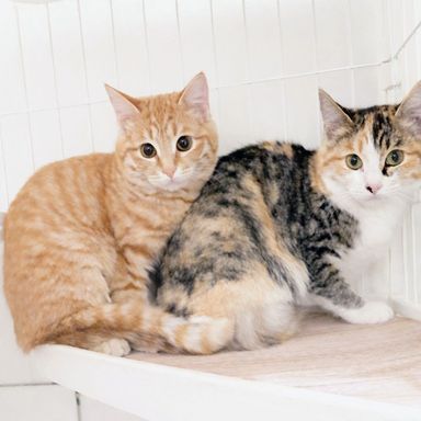 雑種（ミックス猫）・メスの里親募集の写真