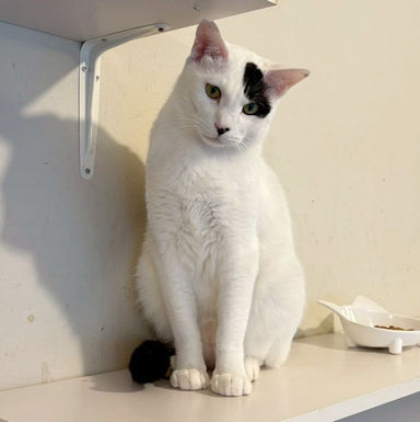 雑種（ミックス猫）・オスの里親募集の写真