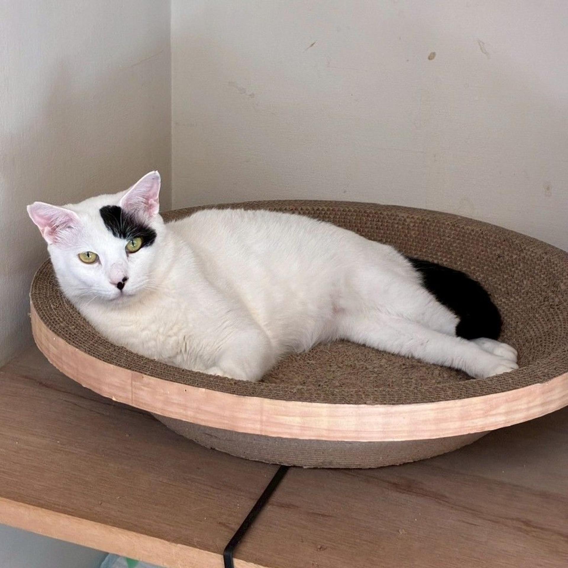 pet-image-6