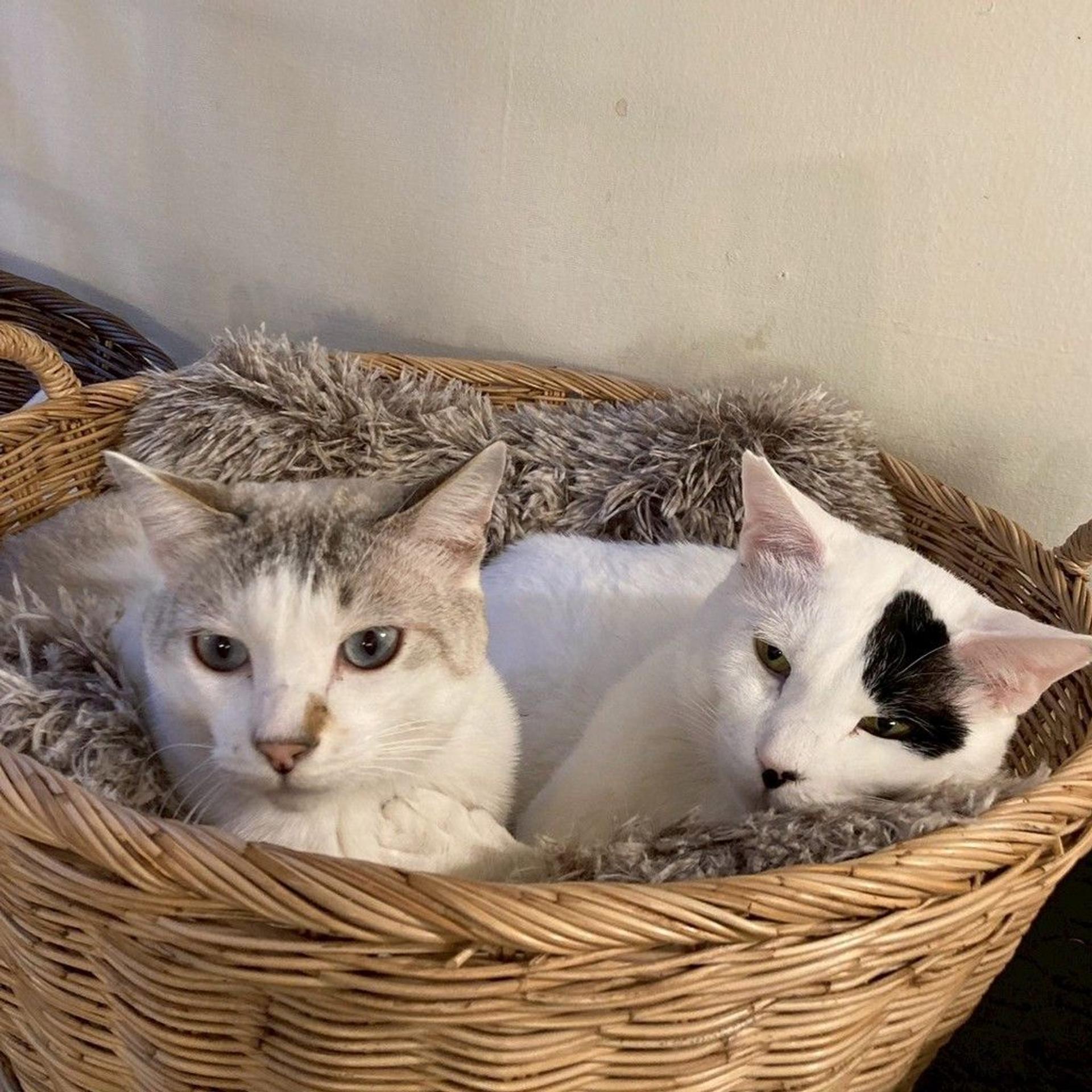 pet-image-7
