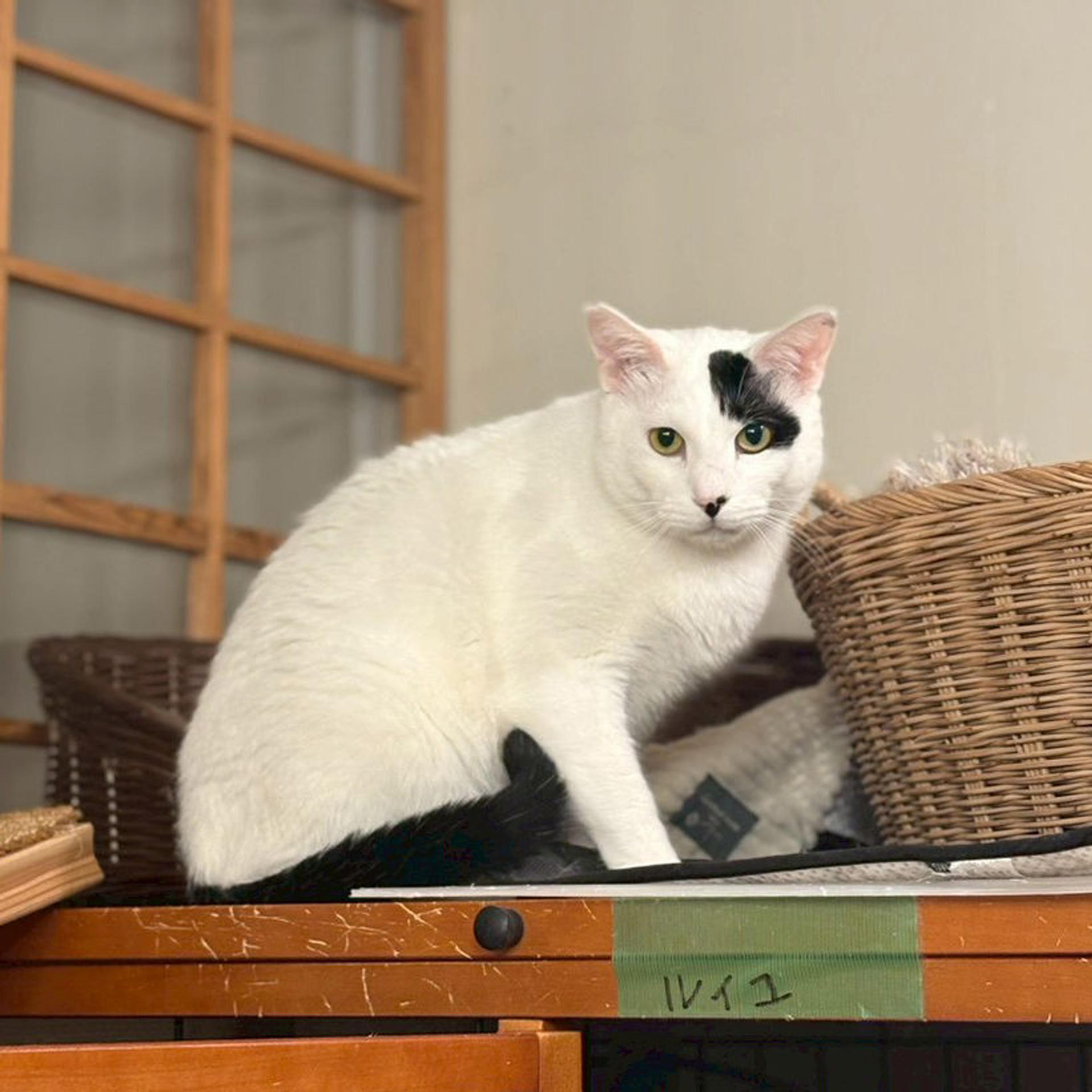 pet-image-8