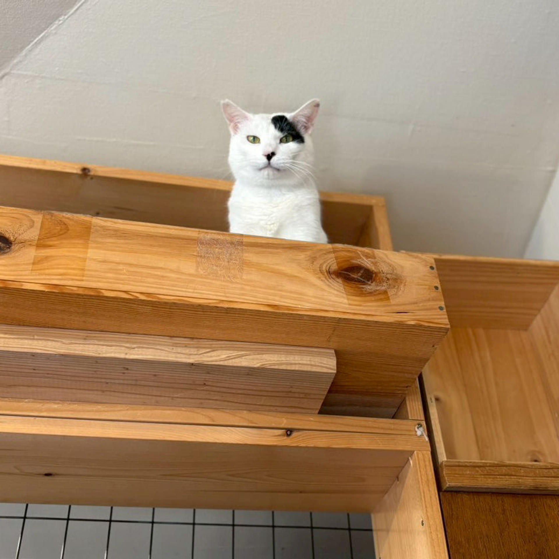 pet-image-9