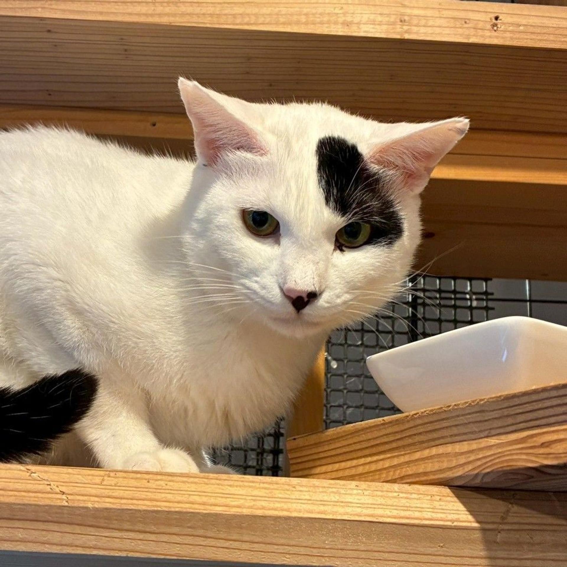 pet-image-10