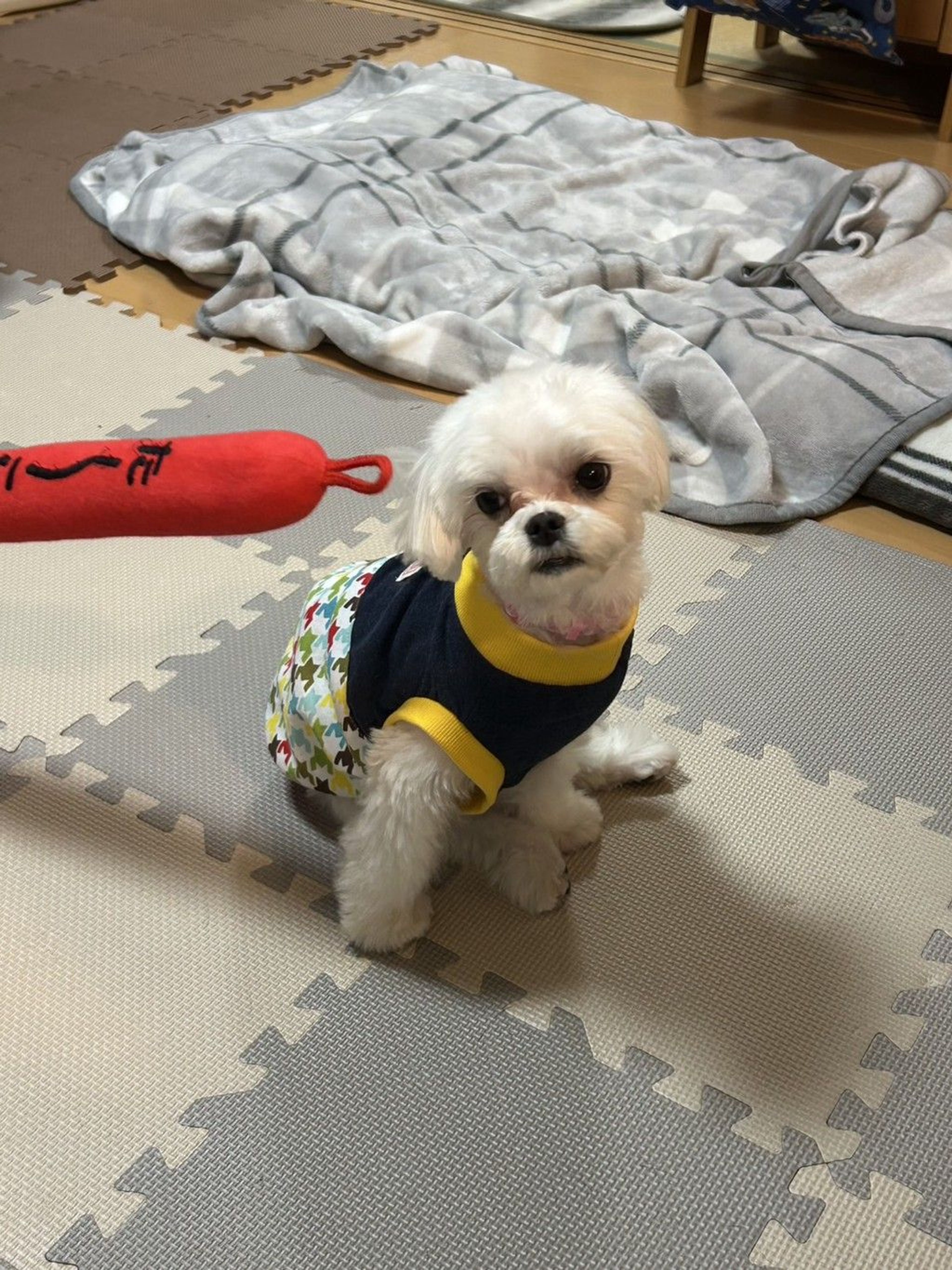 マルチーズ・オスの里親募集の写真