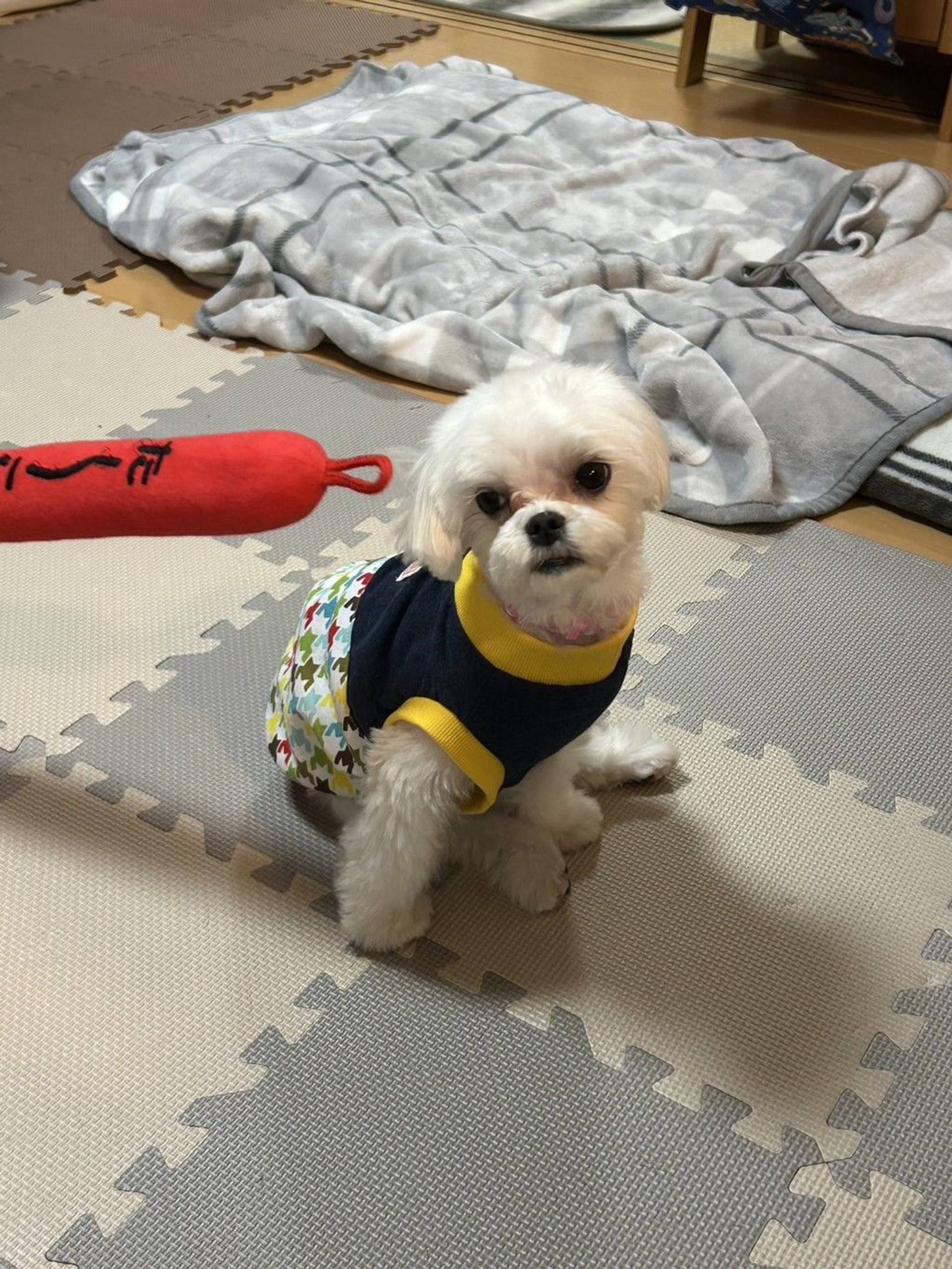 雑種（ミックス犬）・オスの里親募集の写真