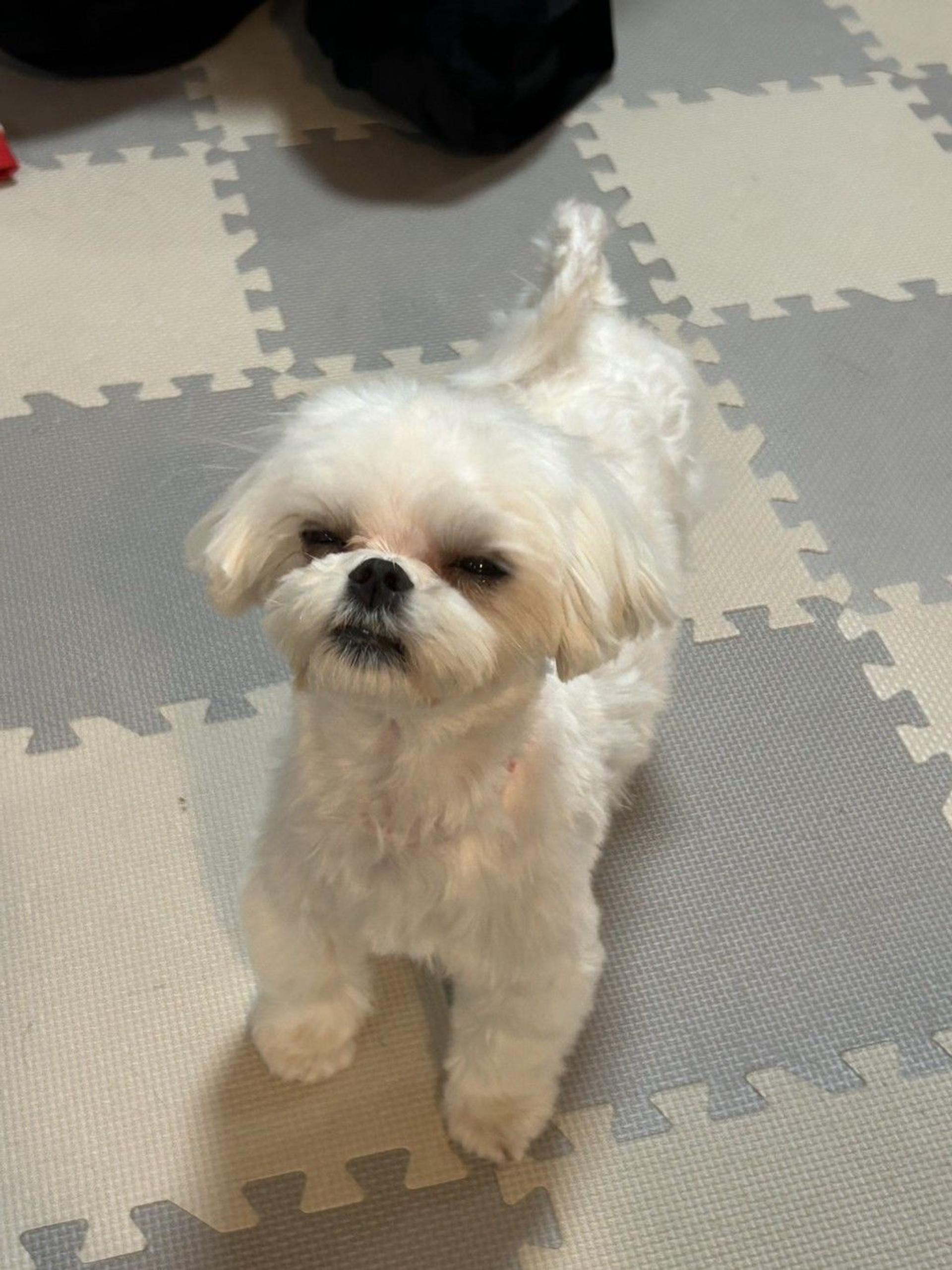pet-image-2