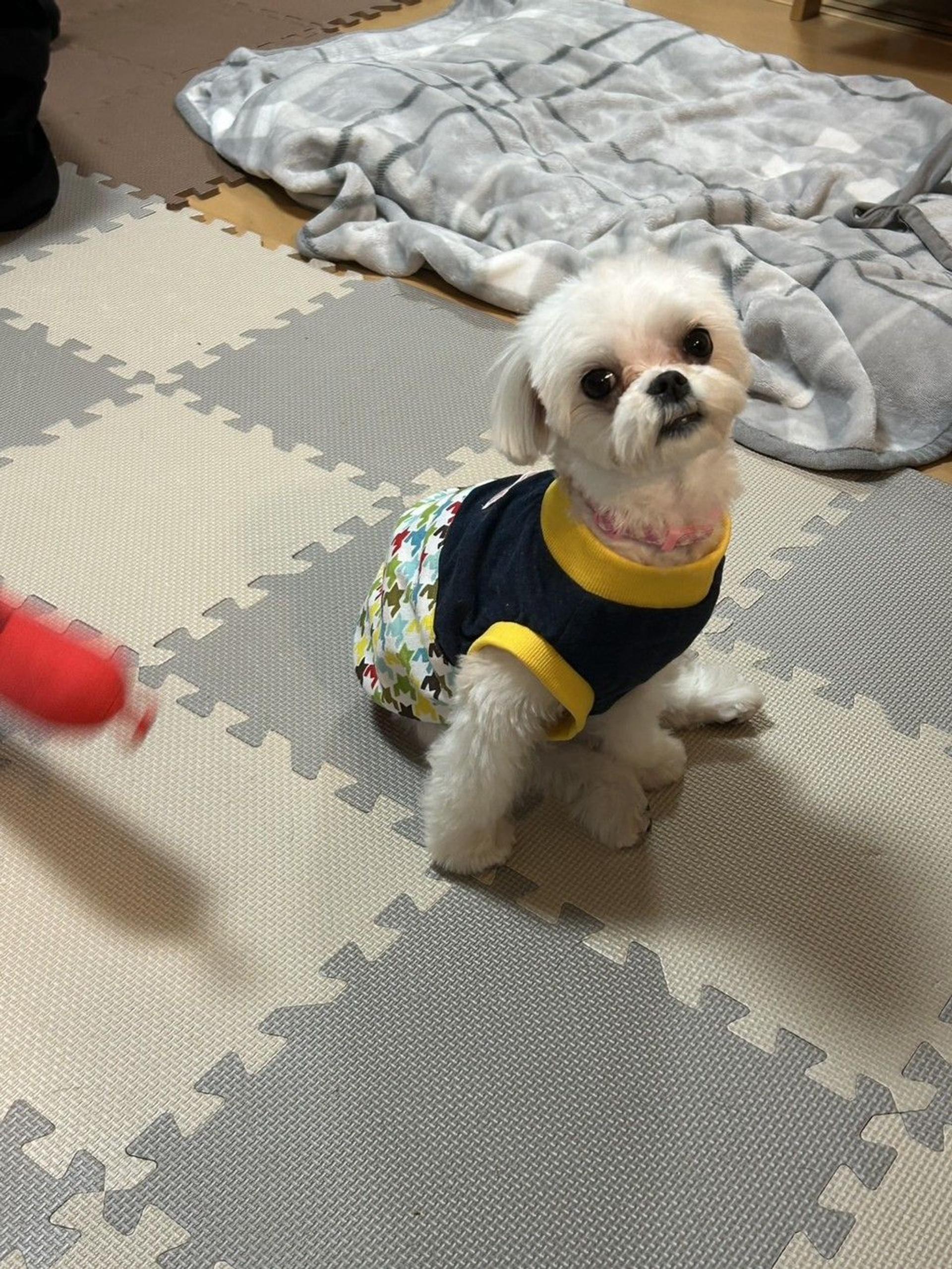 pet-image-4