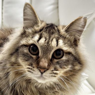 雑種（ミックス猫）・オスの里親募集の写真