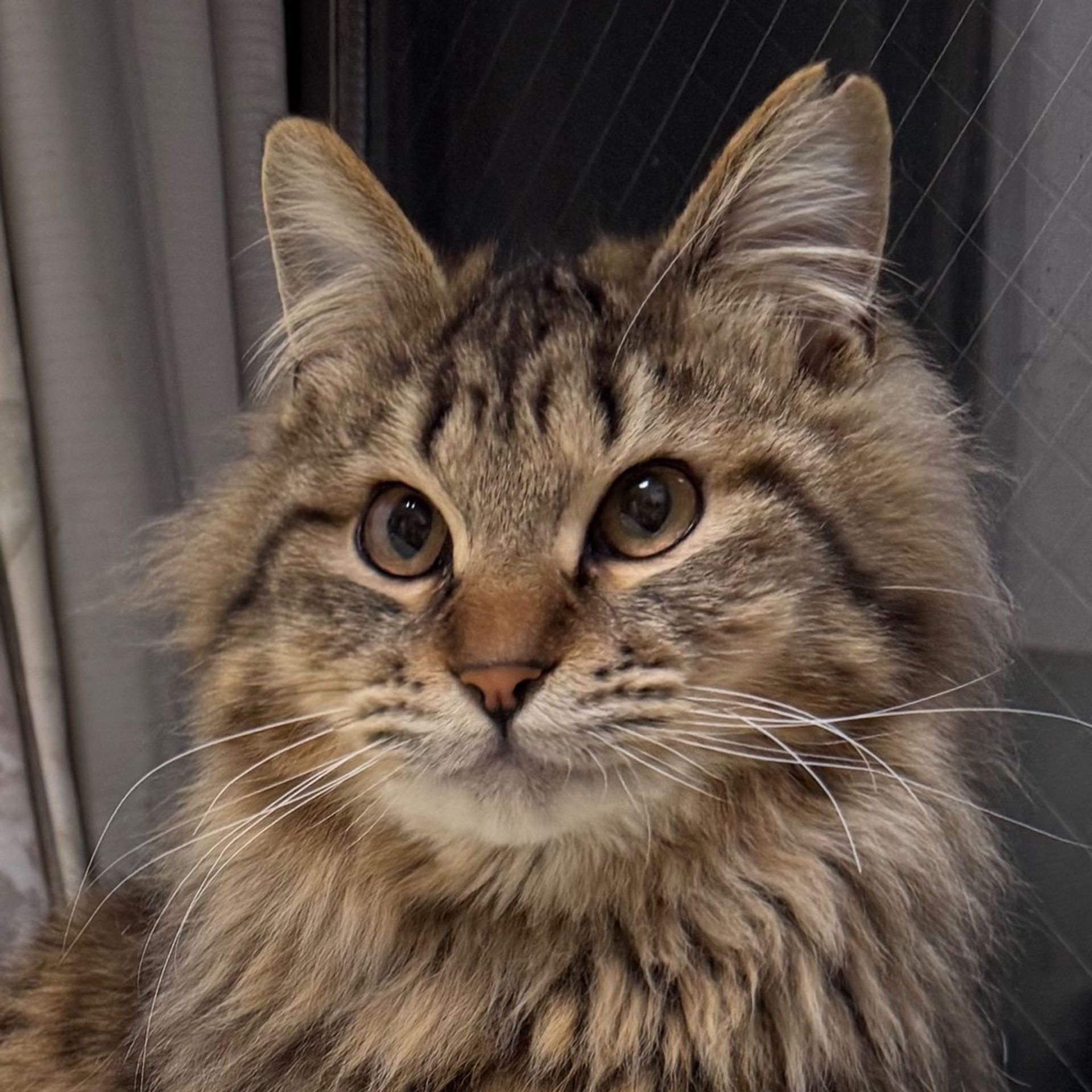 雑種（ミックス猫）・オスの里親募集の写真
